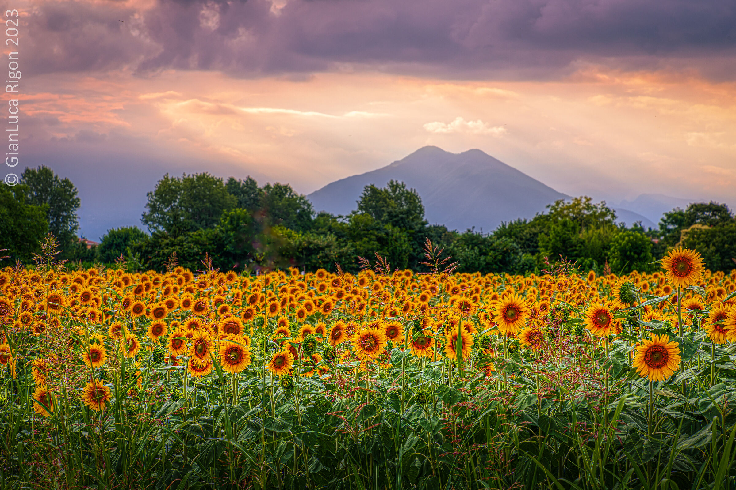 Girasoli e Monte Summano