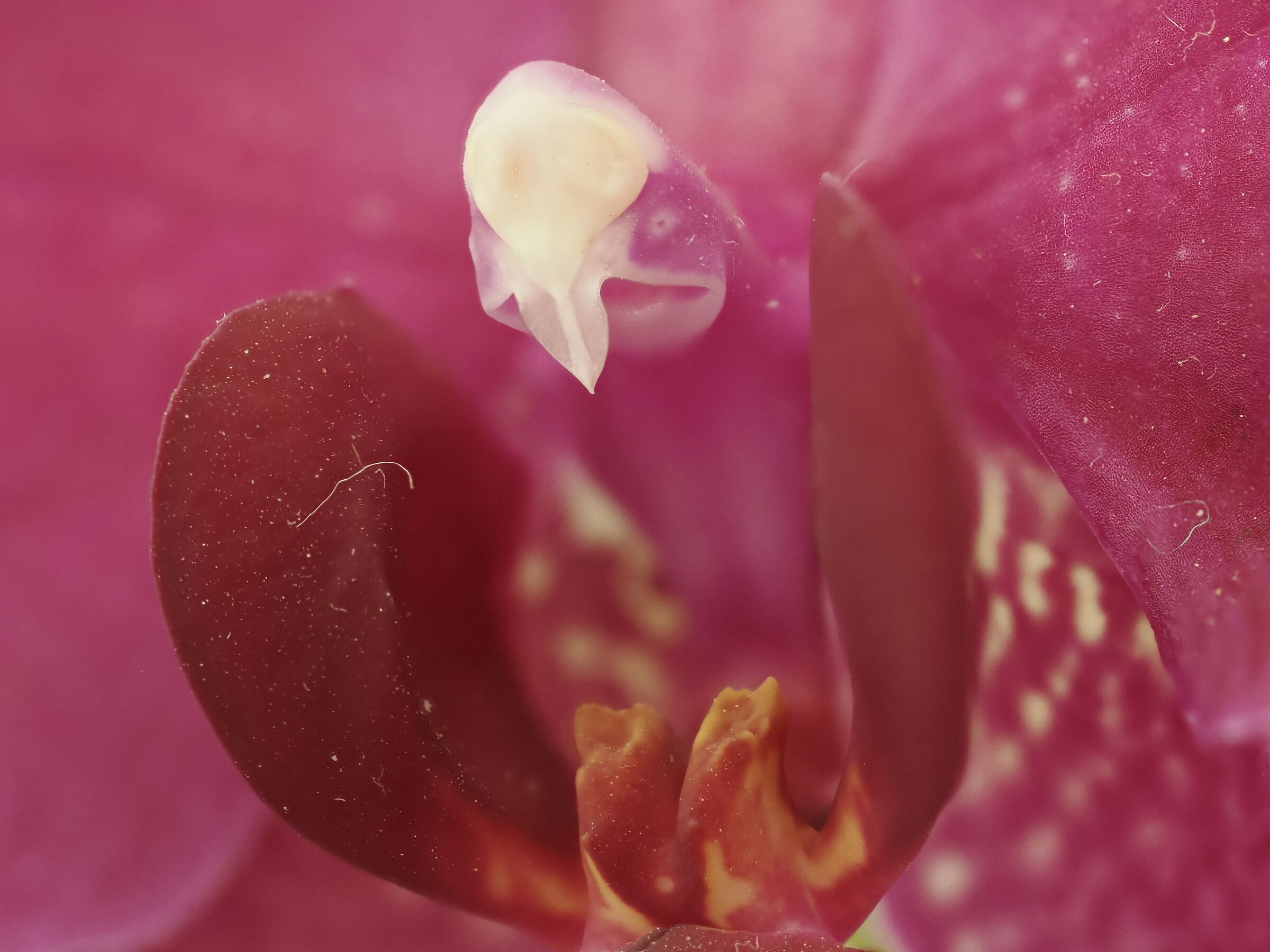 Orchid