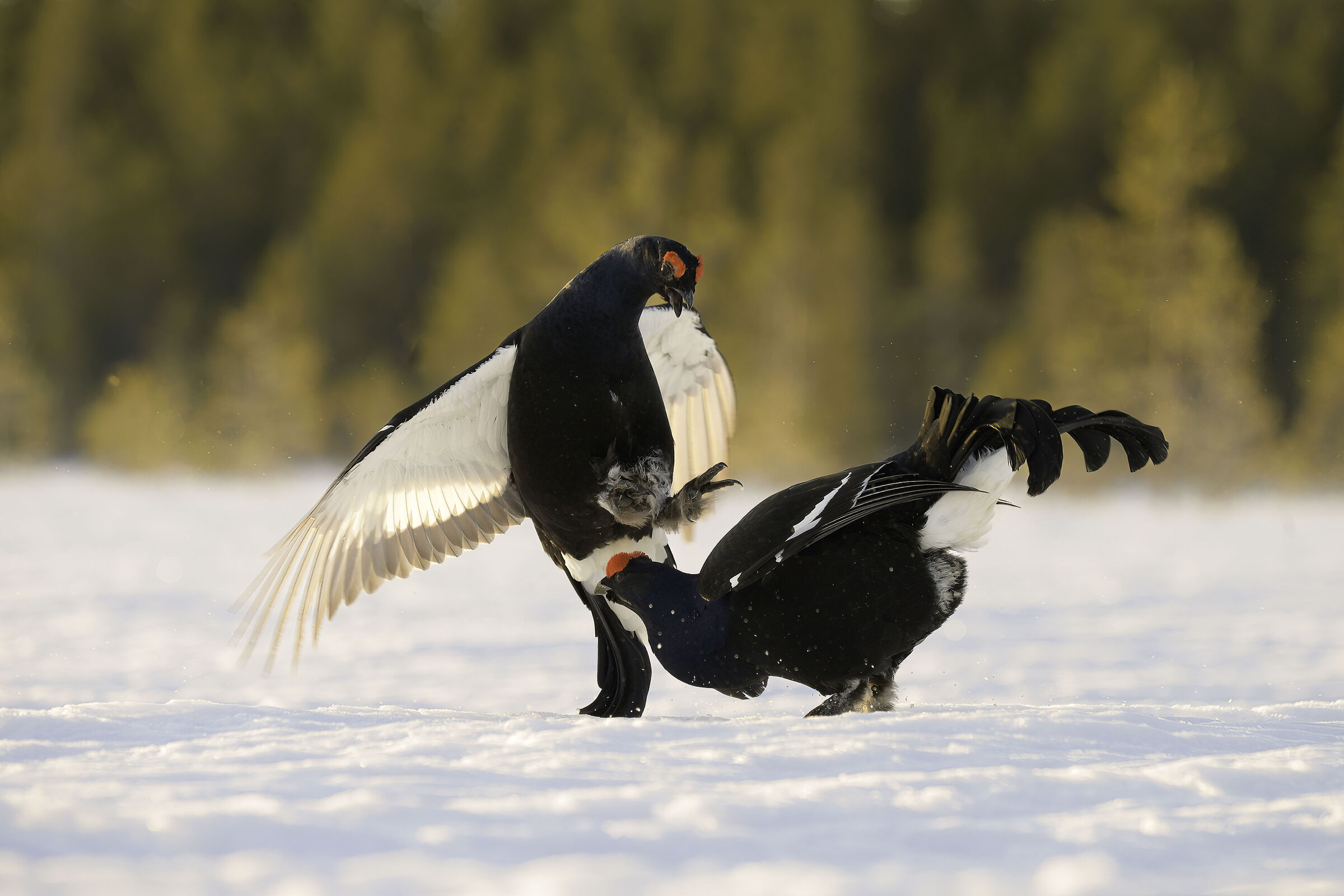 grouse
