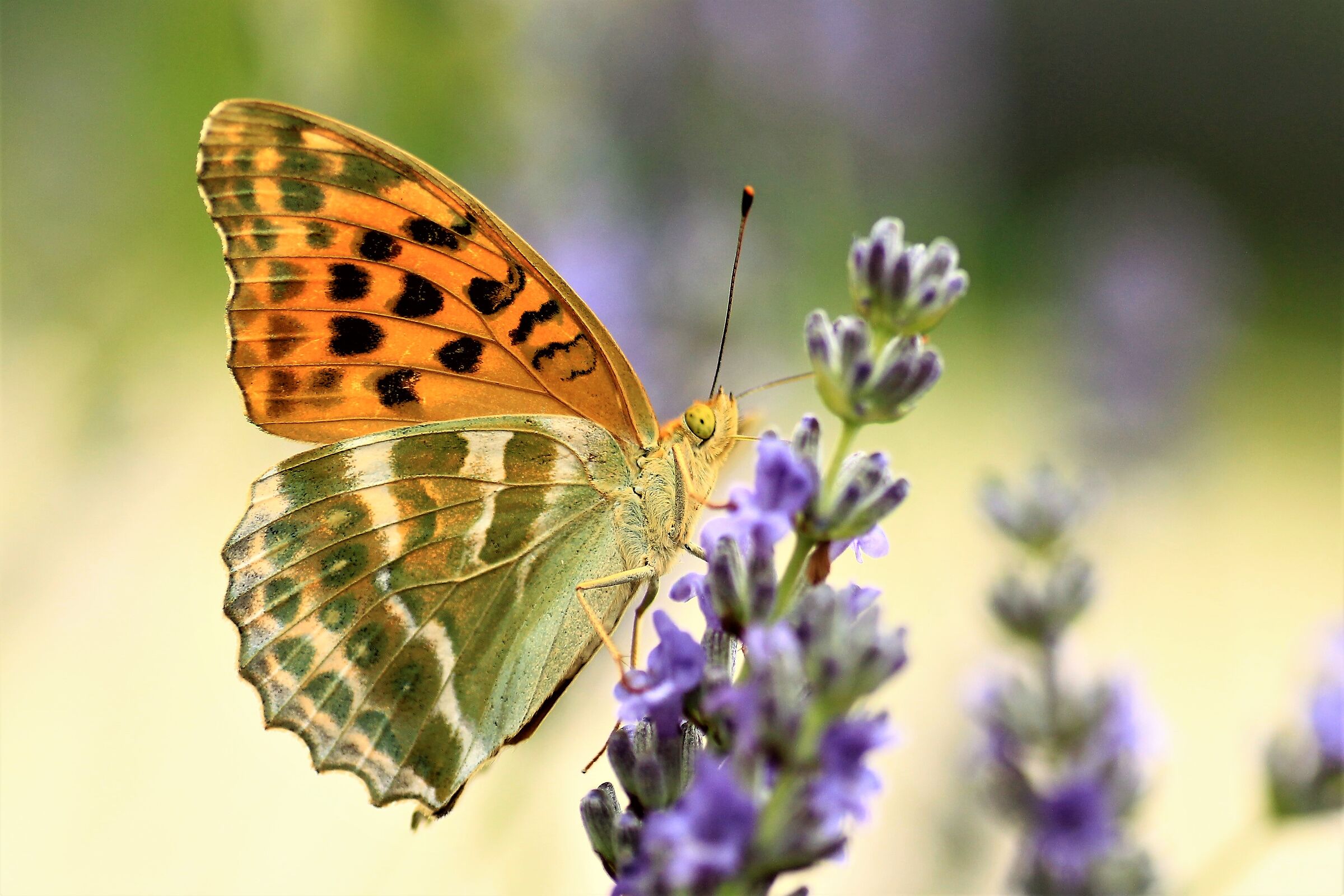 butterfly