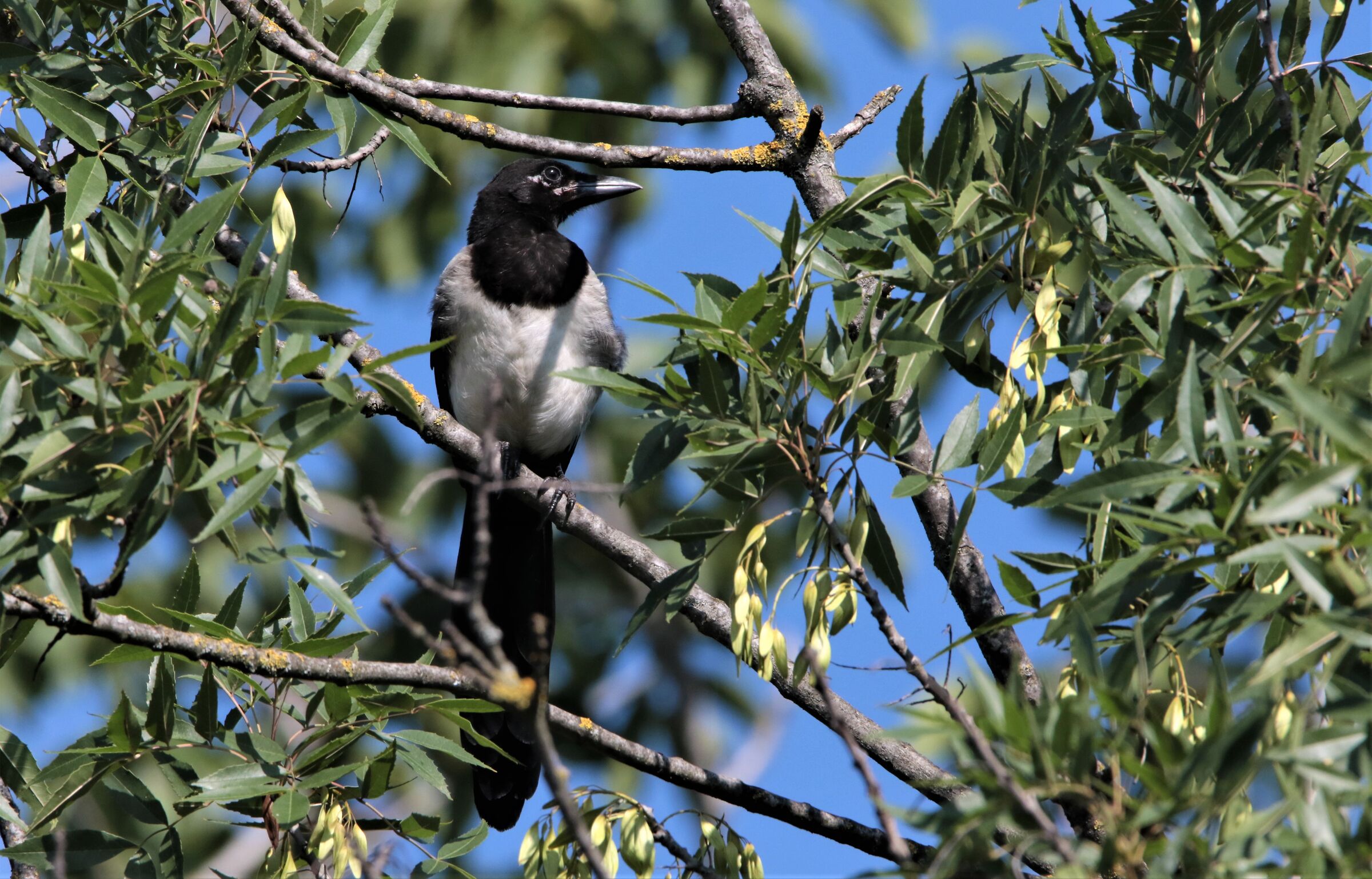 magpie