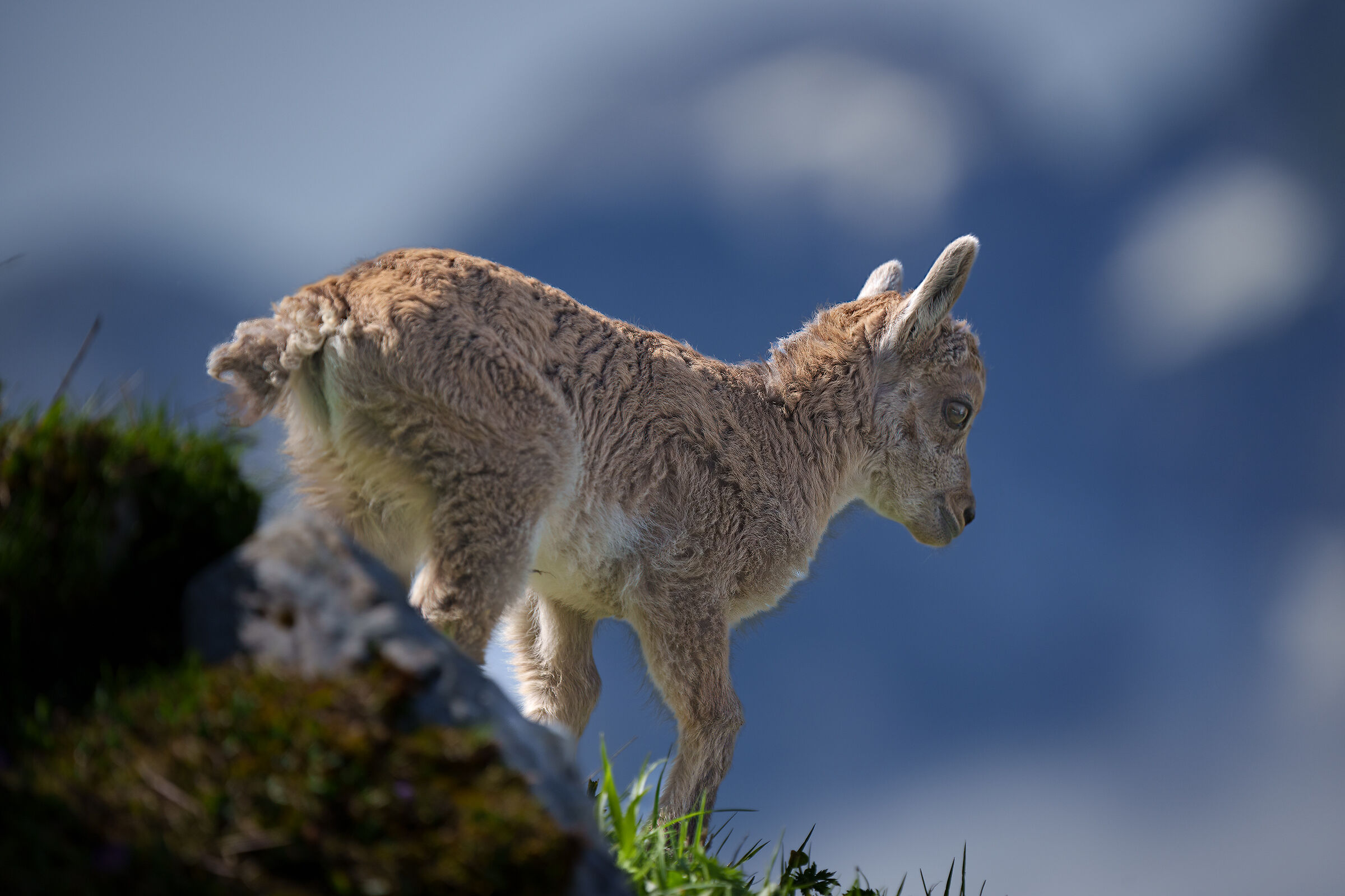 The little one (ibex)