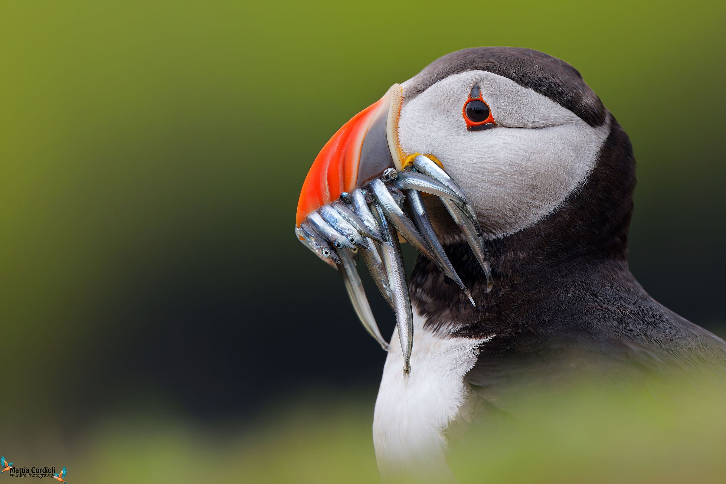 Puffin Portrait