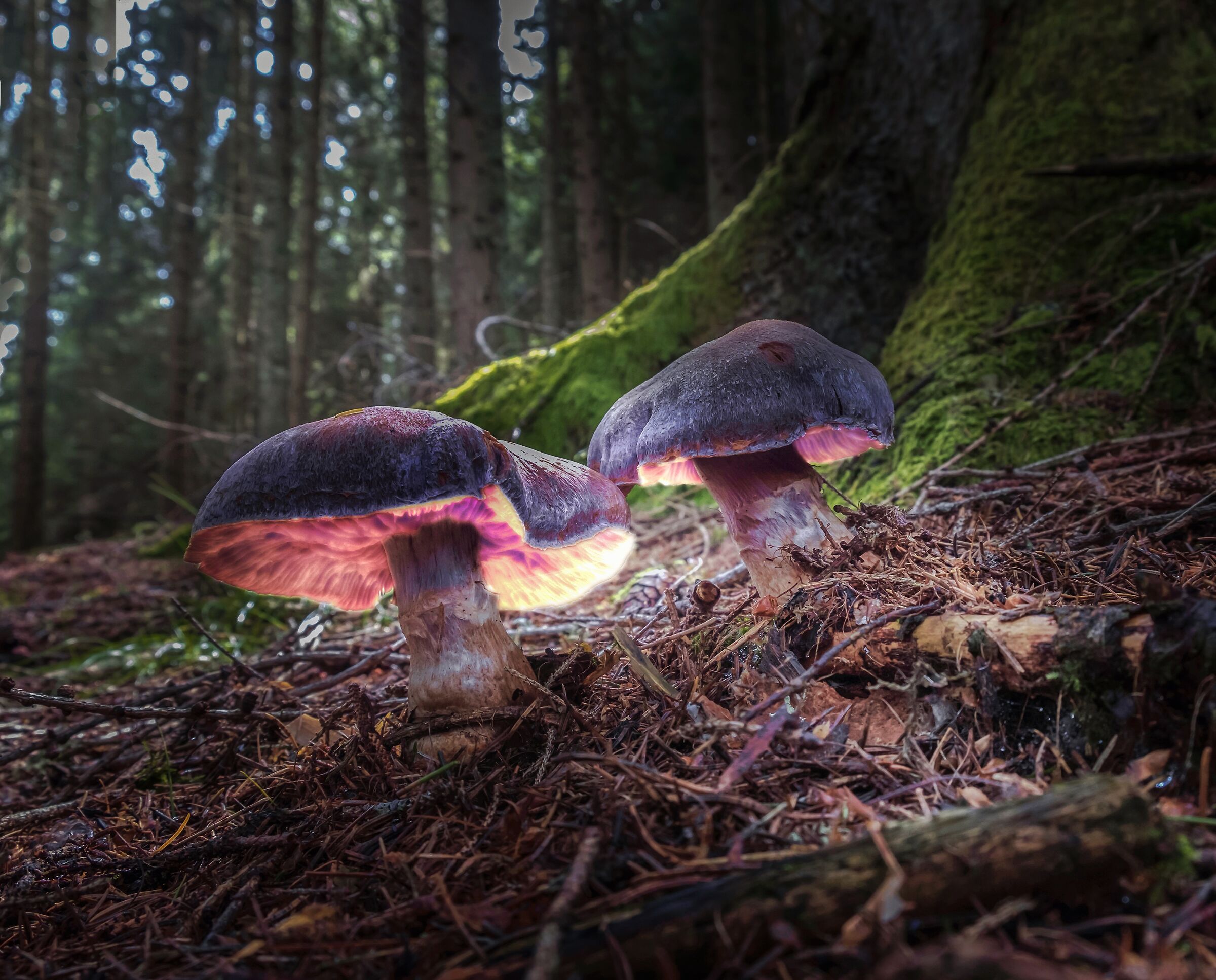 Light in the undergrowth