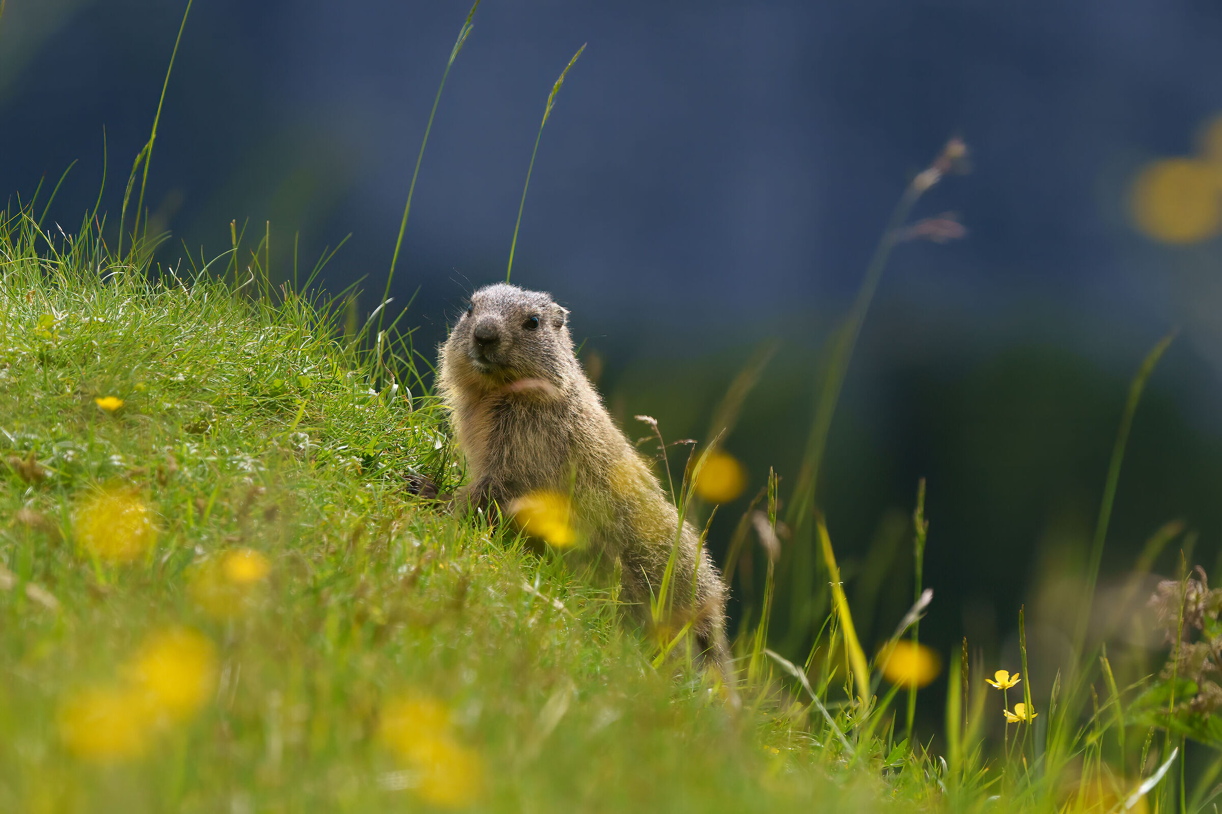 Young marmot