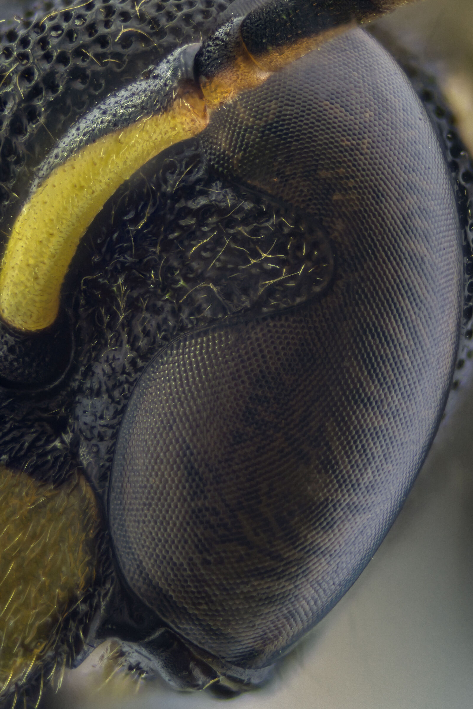 Occhio - Vespula vulgaris