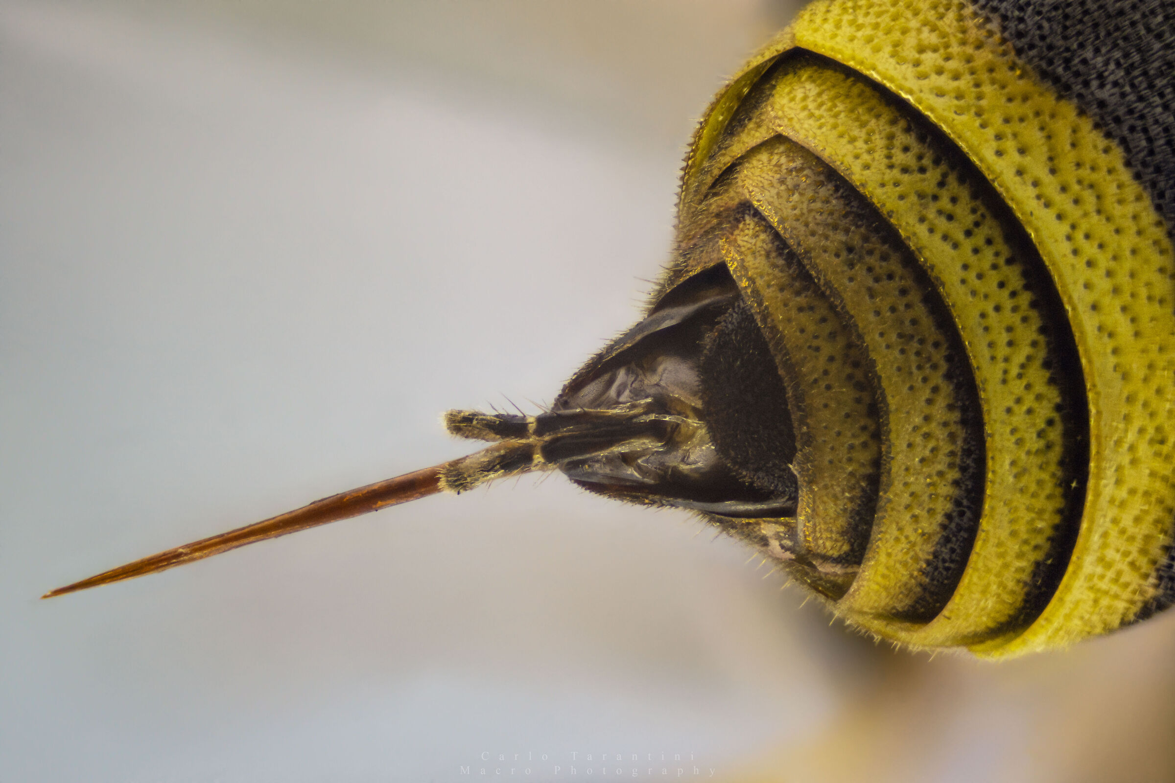 Pungiglione - Vespula vulgaris - 4x