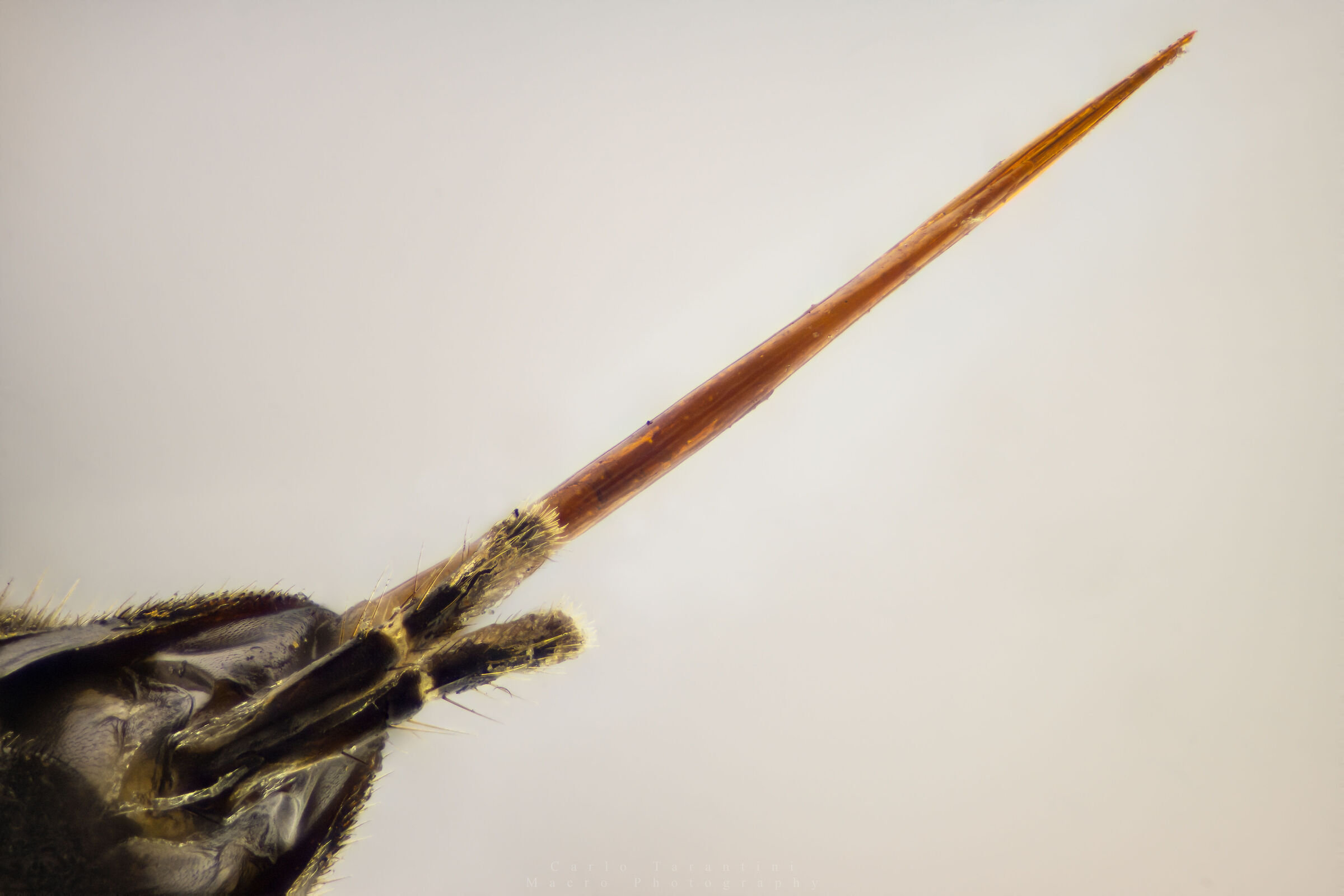 Pungiglione - Vespula vulgaris - 10x