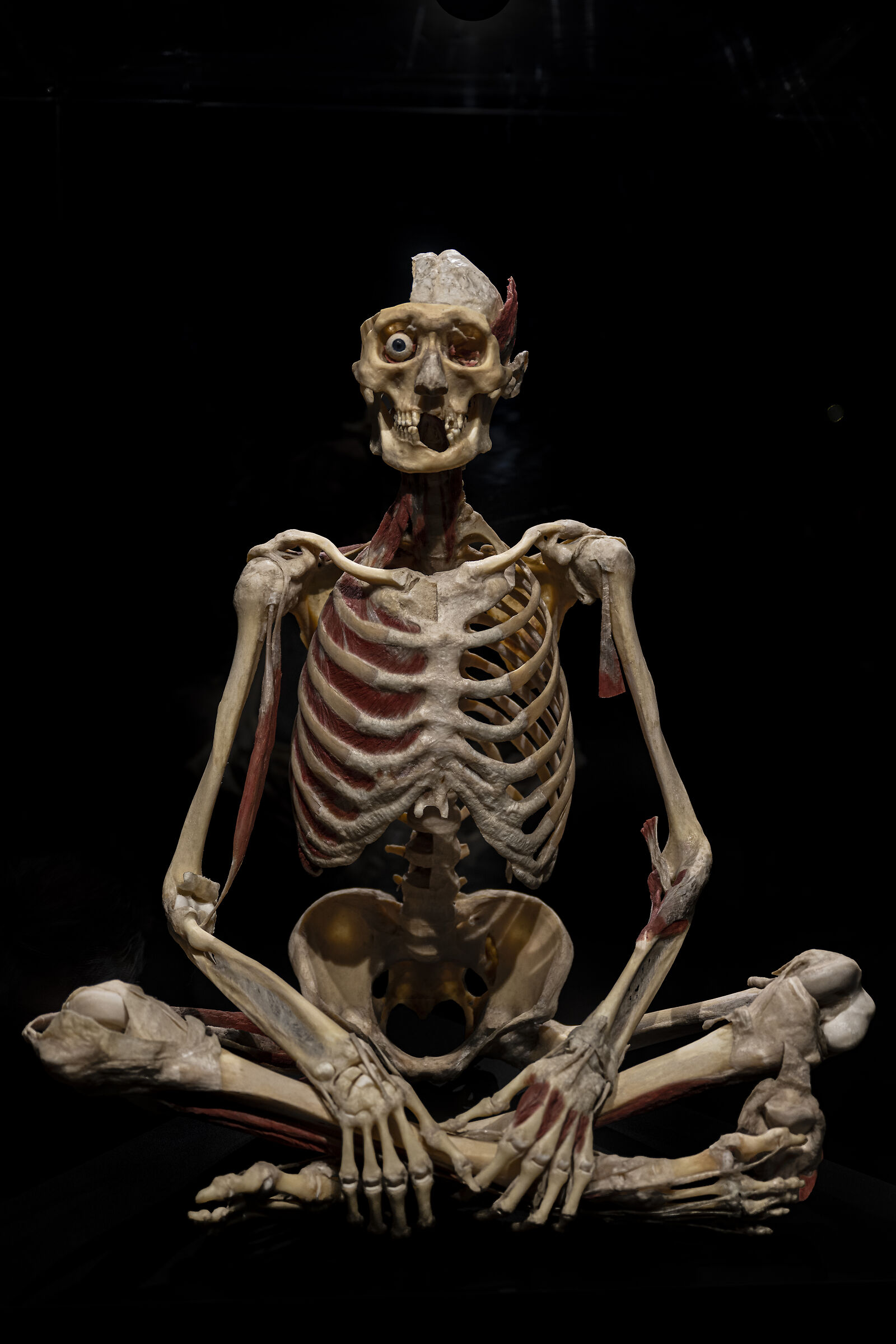 Human skeleton