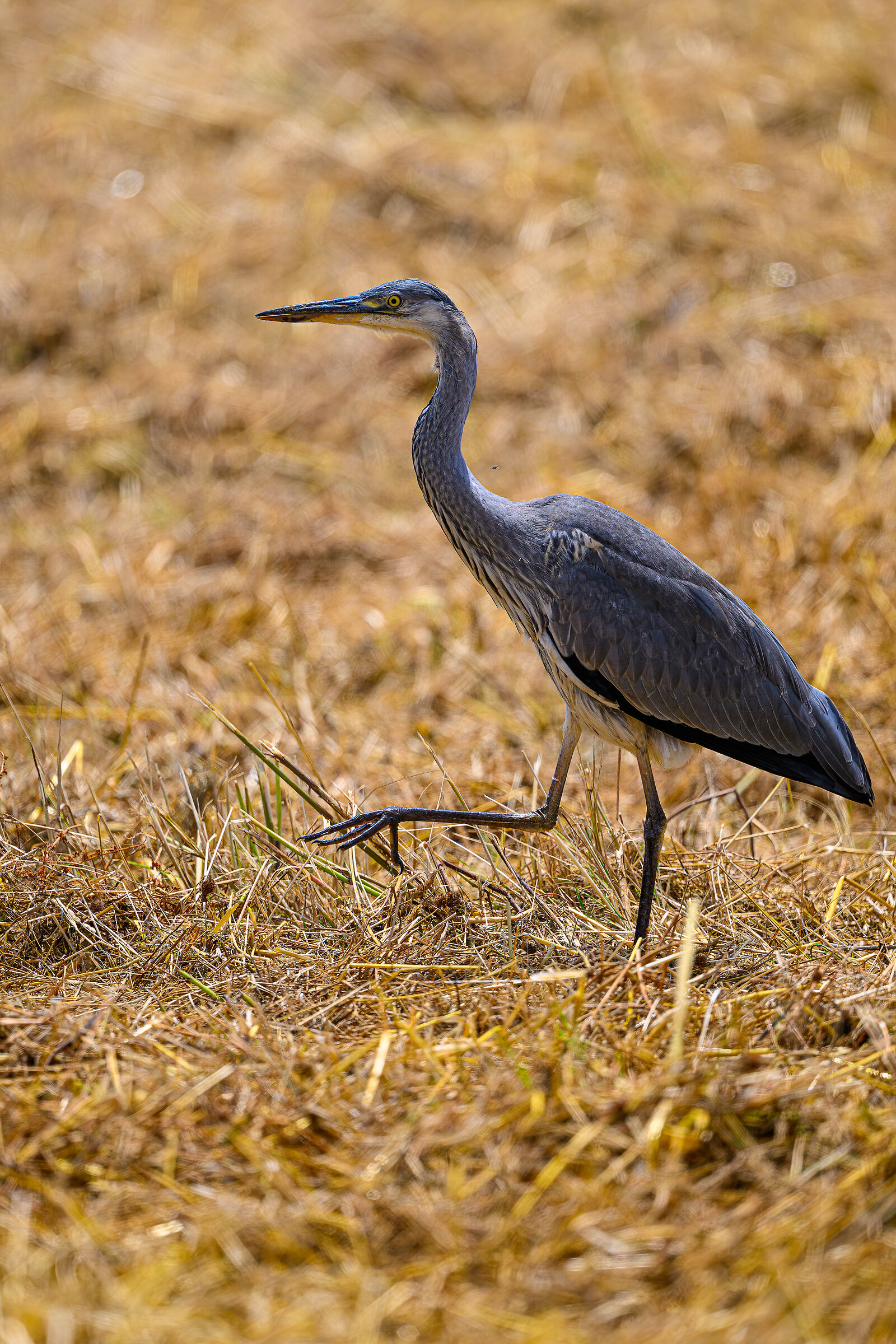 Airone alla Caffarella