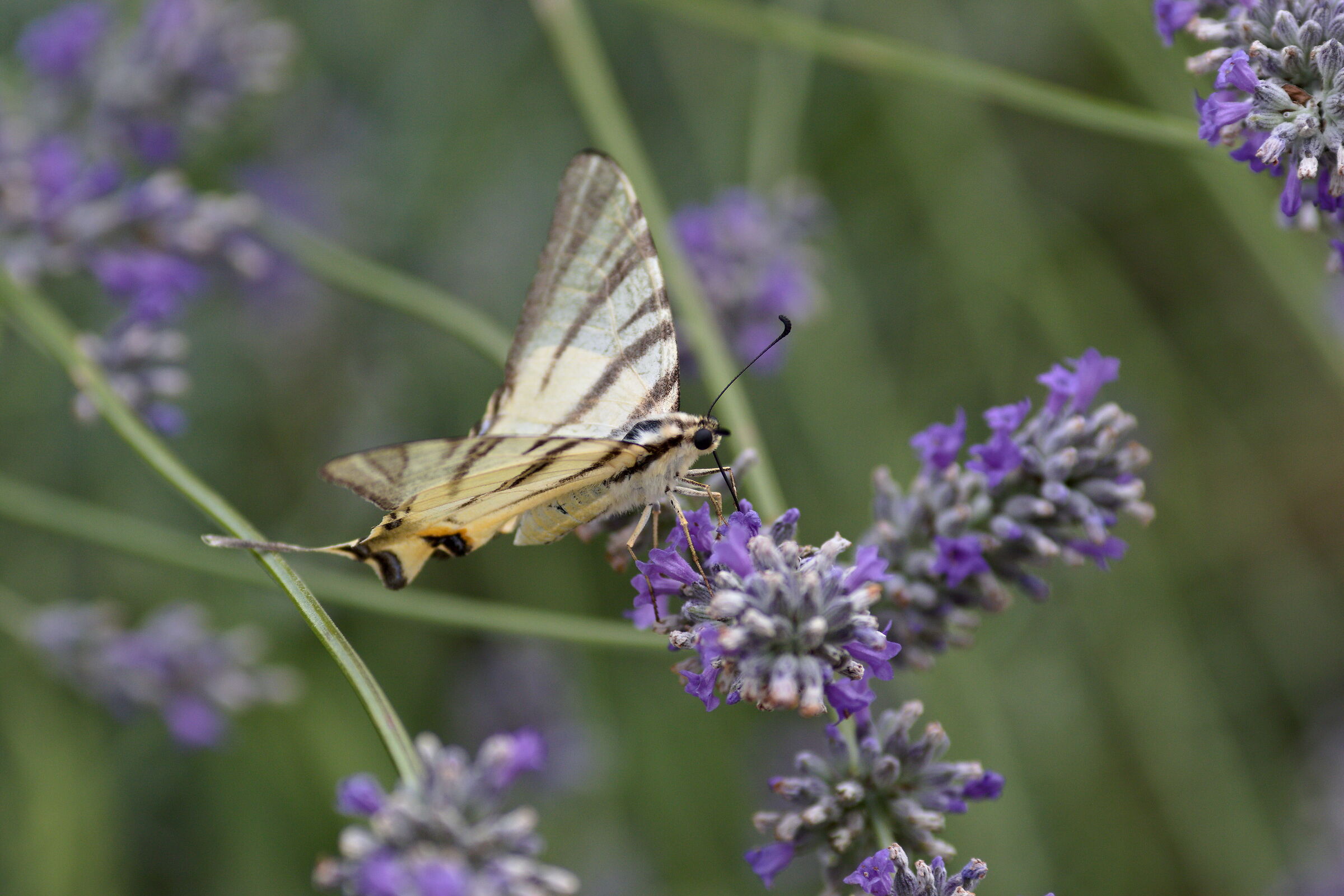 test 135l + kenko 1.4x