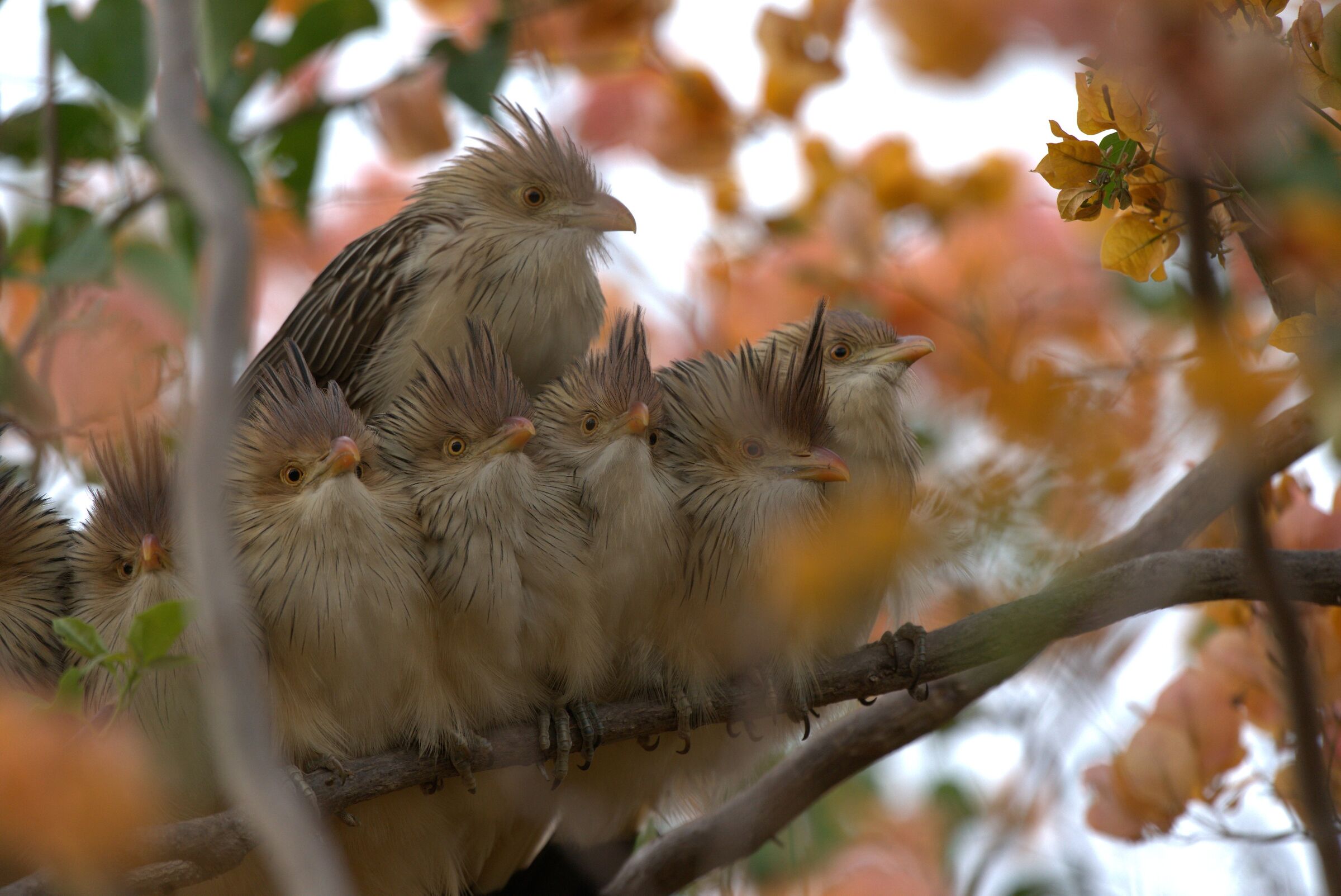 Cuculo Guira (Guira Guira)