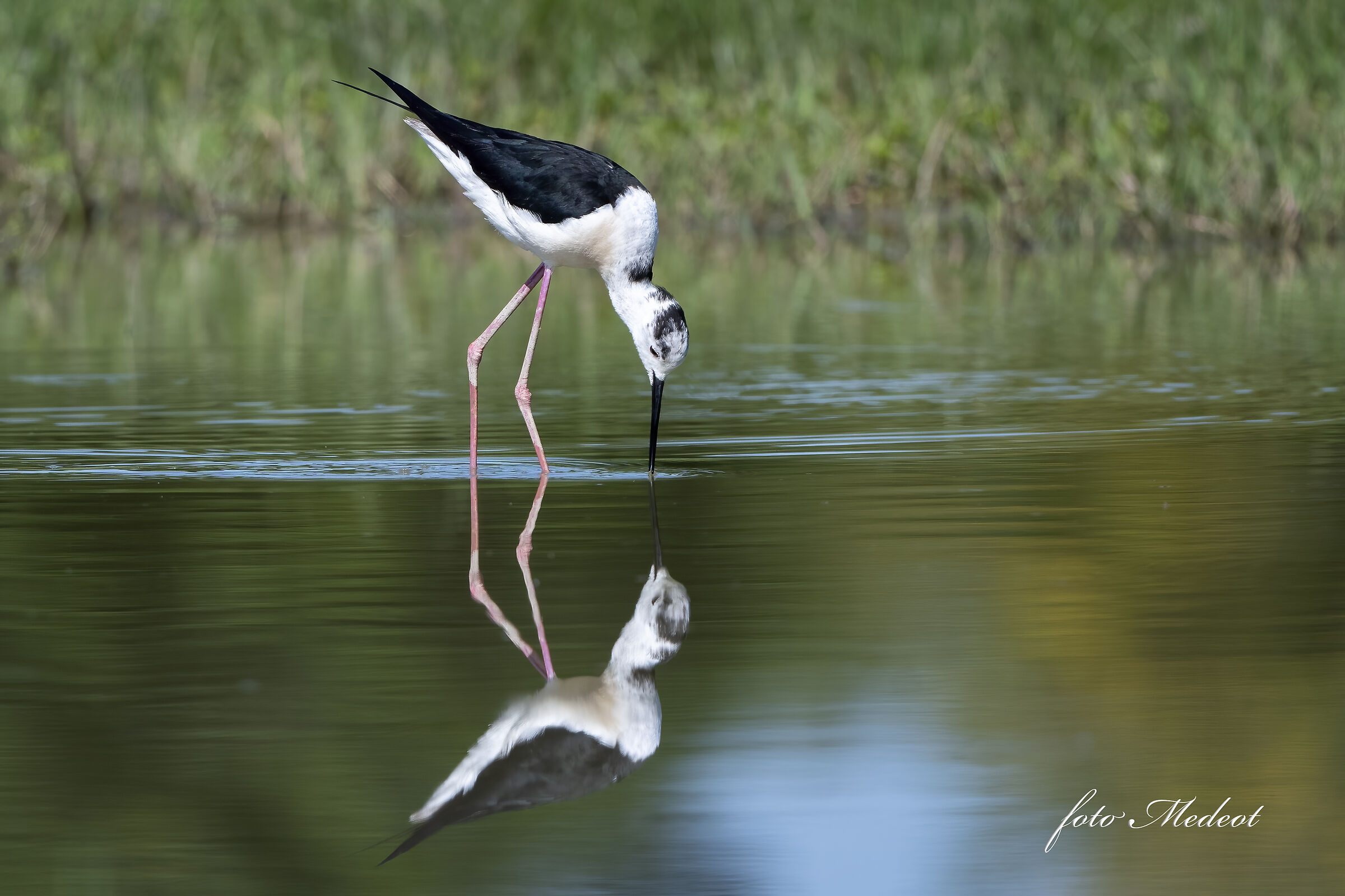 Riflessi di Cavaliere 2