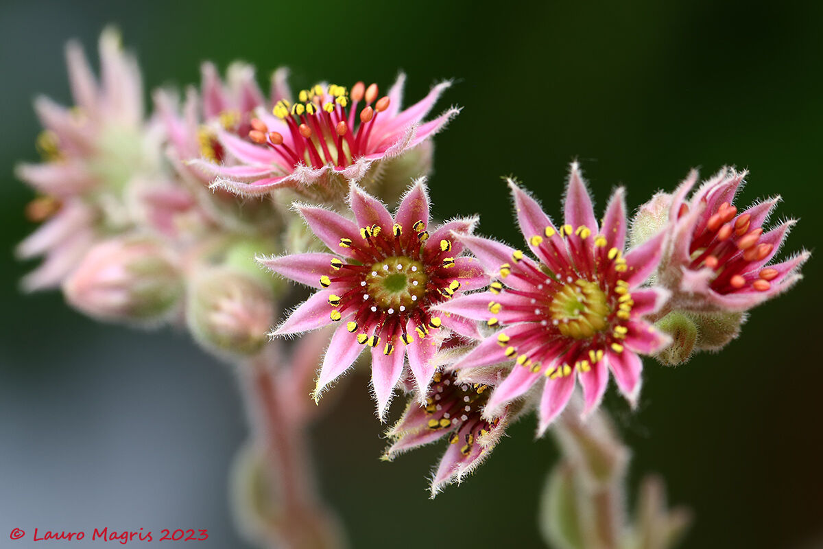 Semprevivum Tectorum