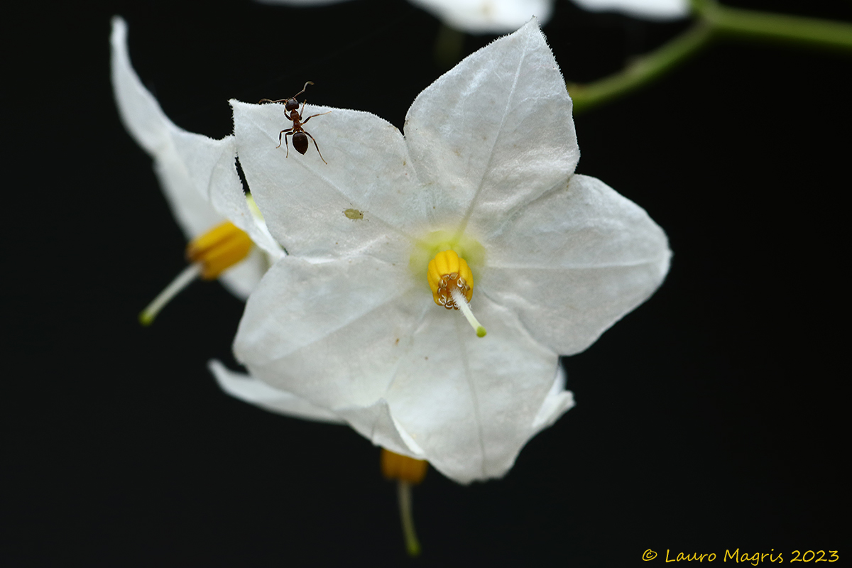 Patata "Solanum tuberosum"