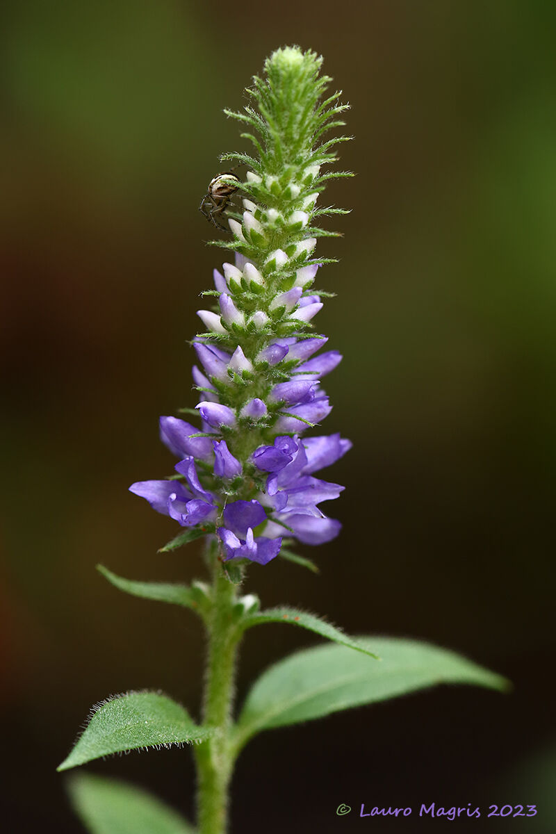 Veronica Longifolia