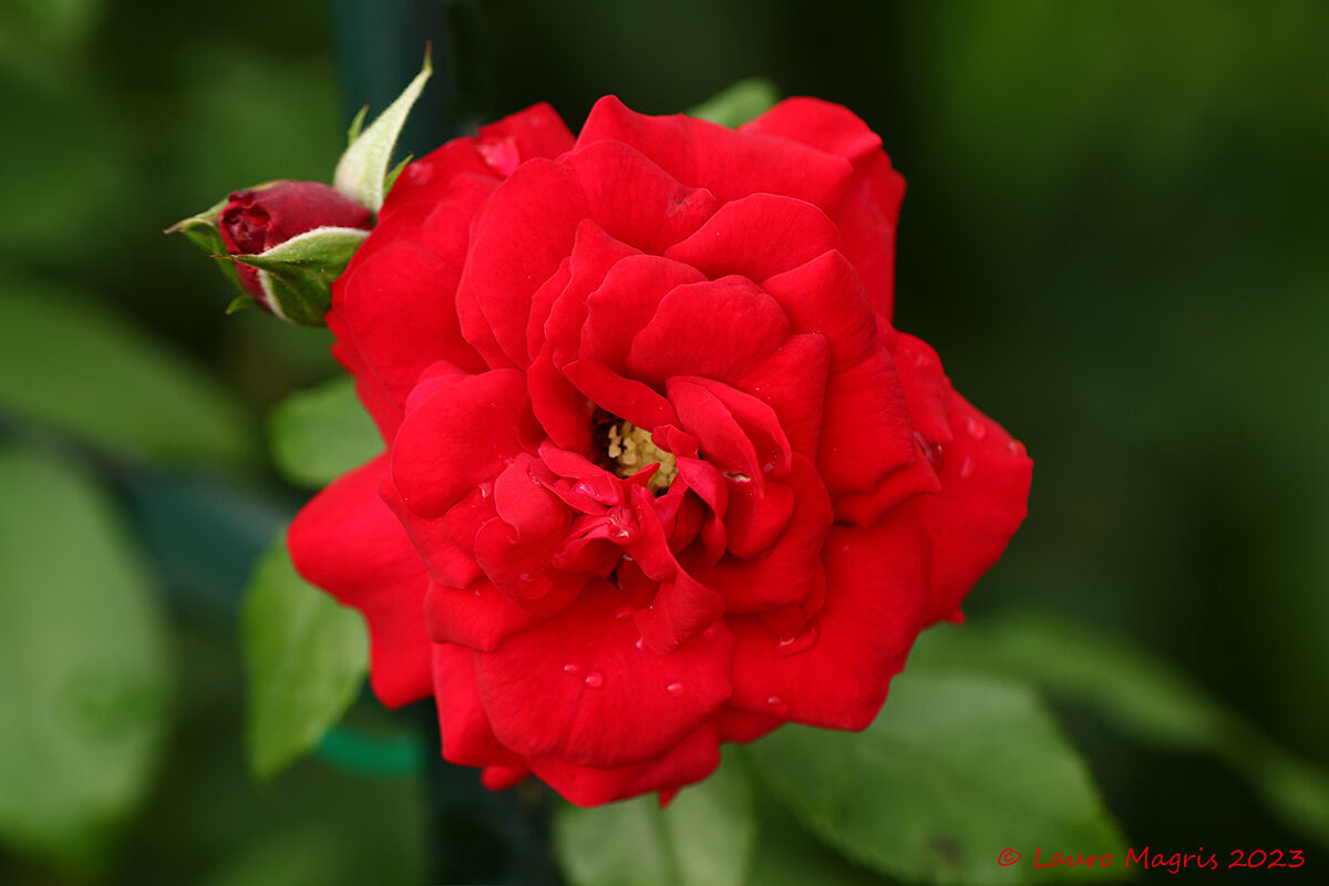 Rosa Amadeus