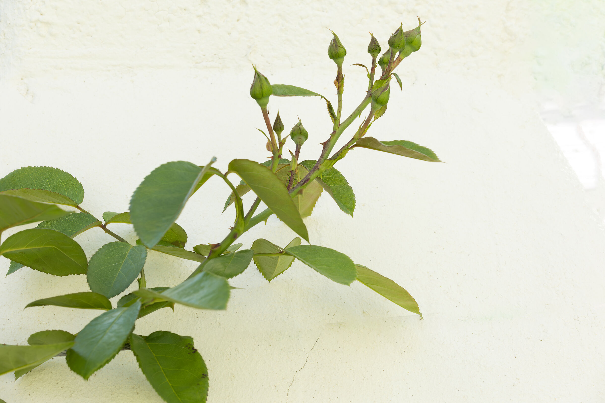 Rosa