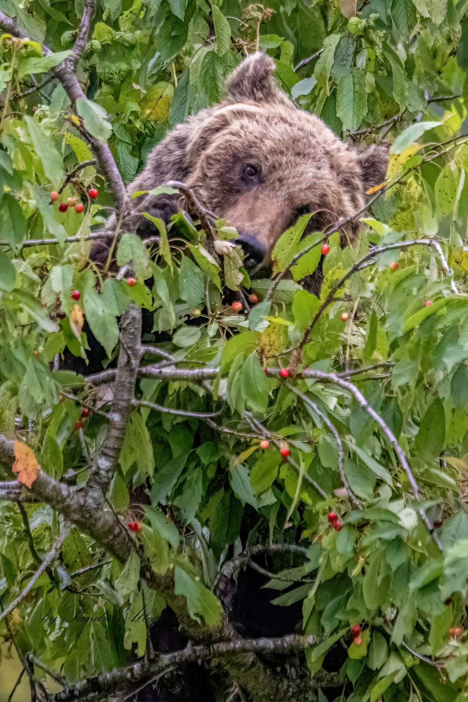 L'orso bruno marsicano (Ursus arctos marsicanus)