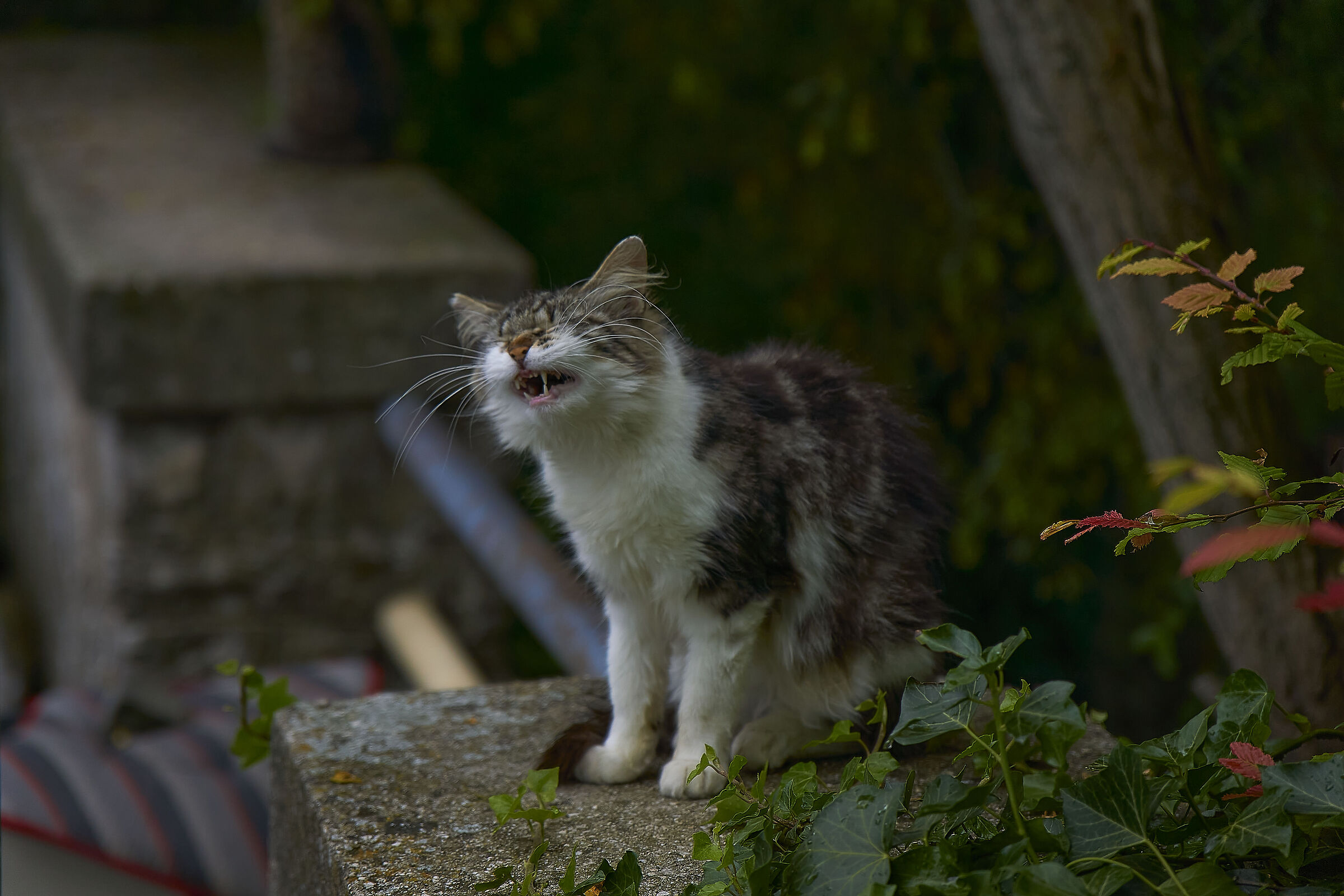 Stray