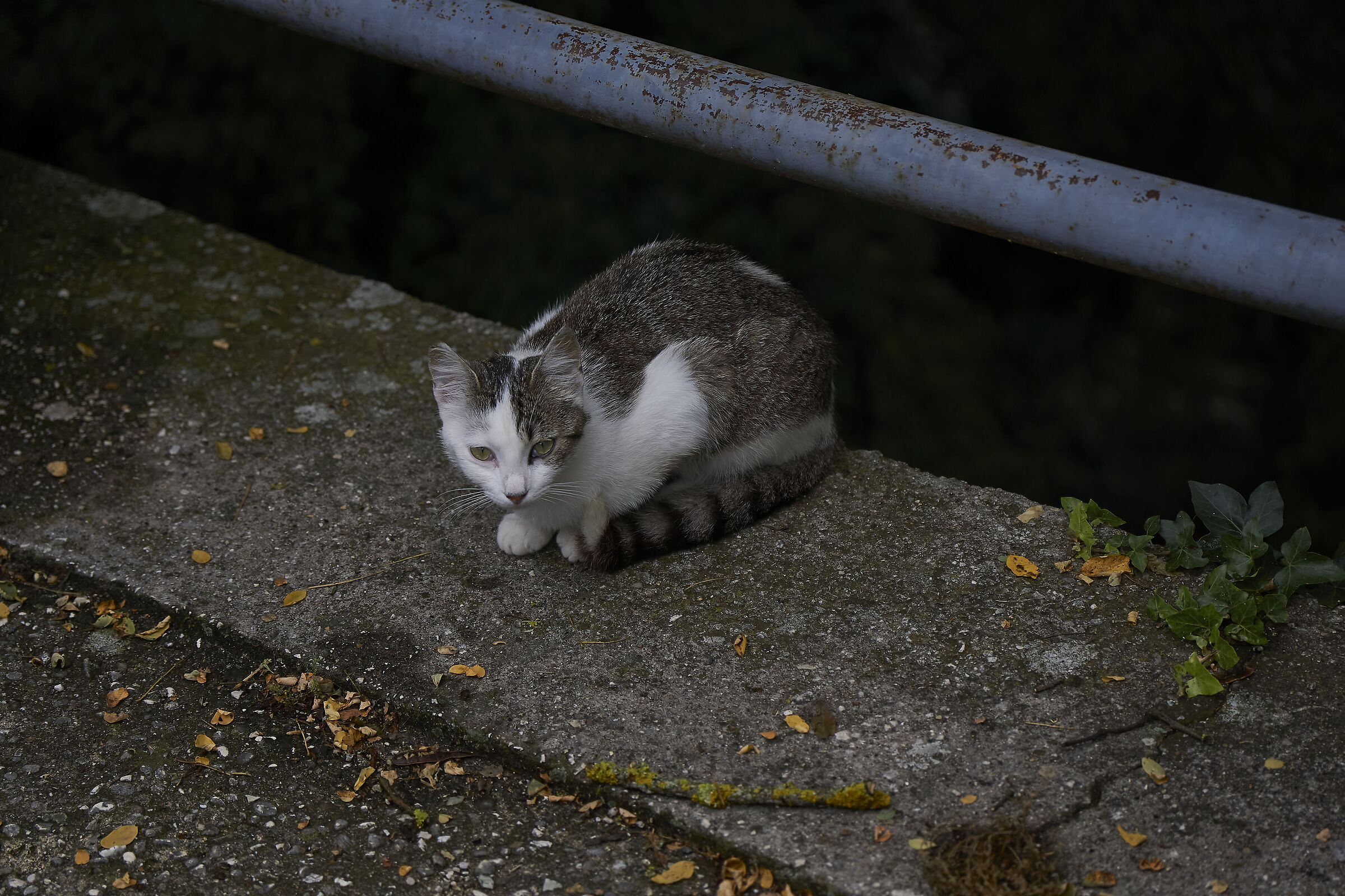 Frightened stray