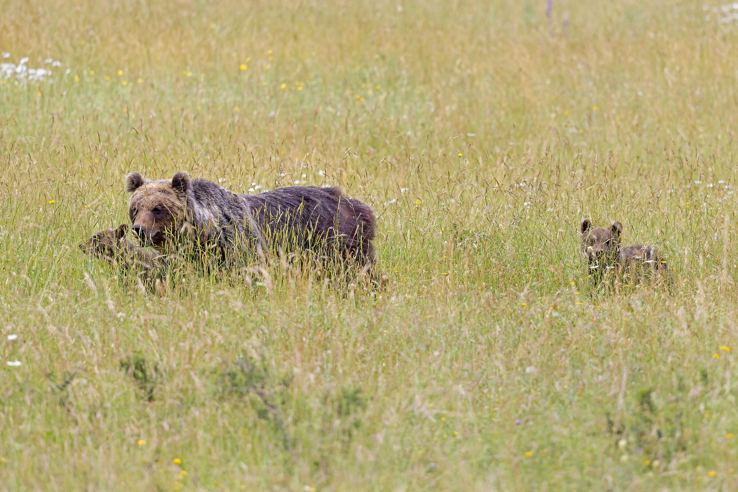 mamma orsa con i suoi due pargoletti