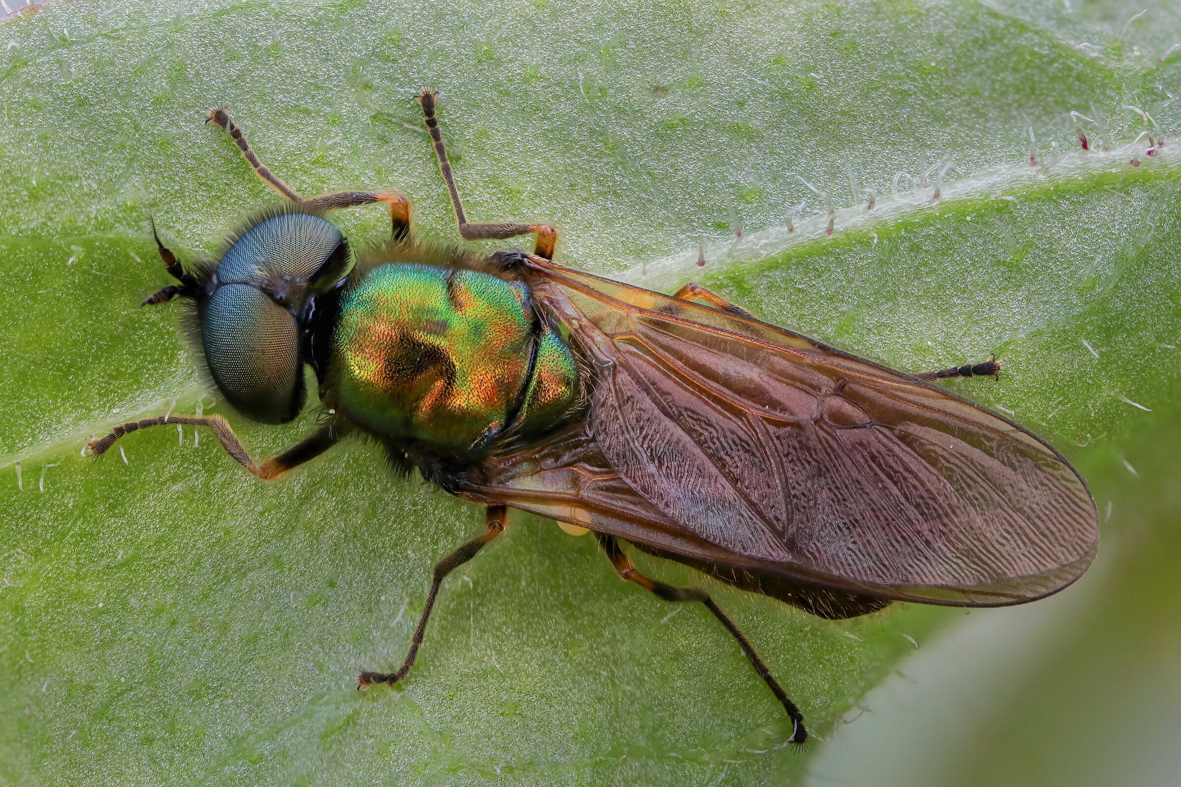 Chloromyia formosa