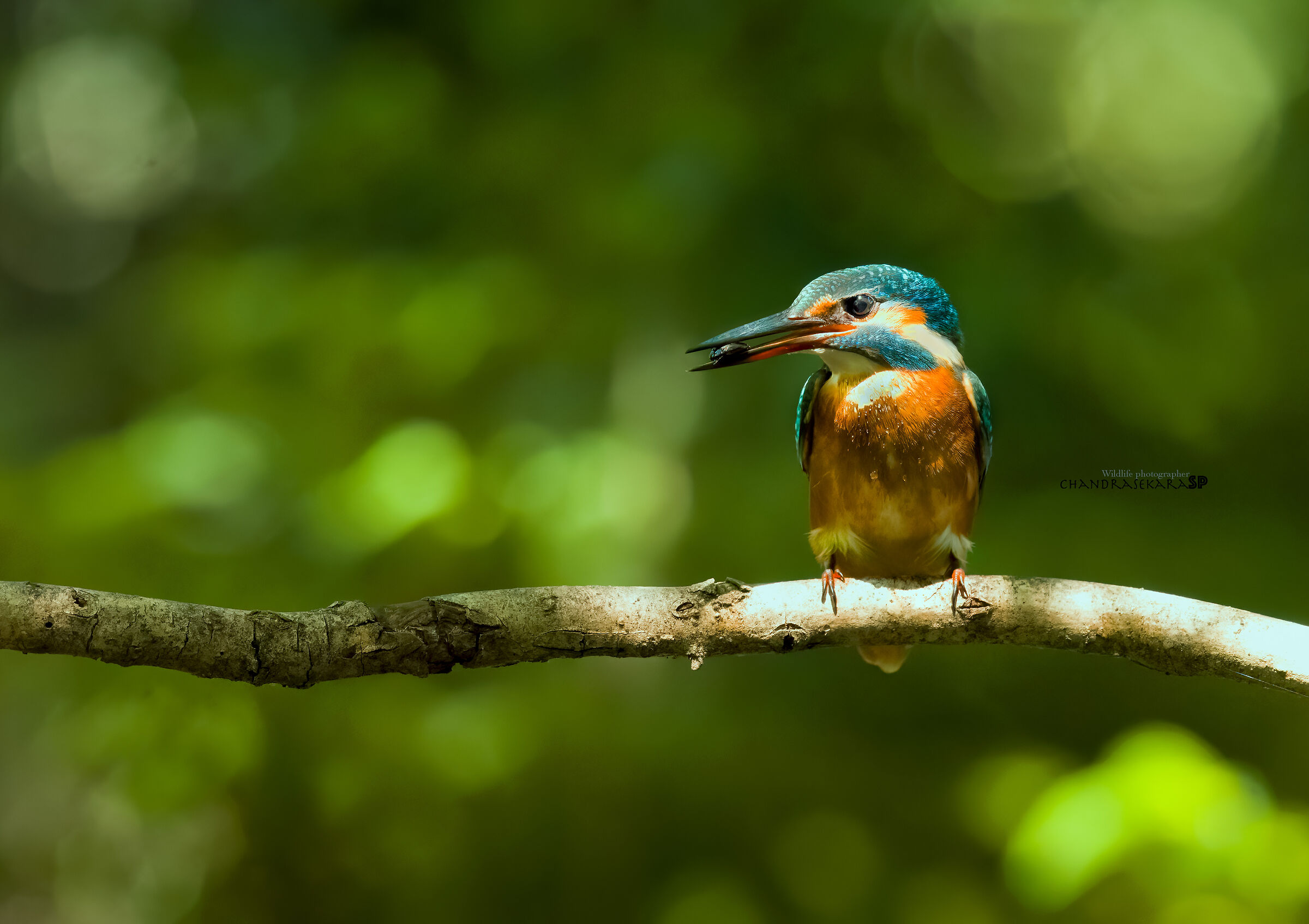 Kingfisher