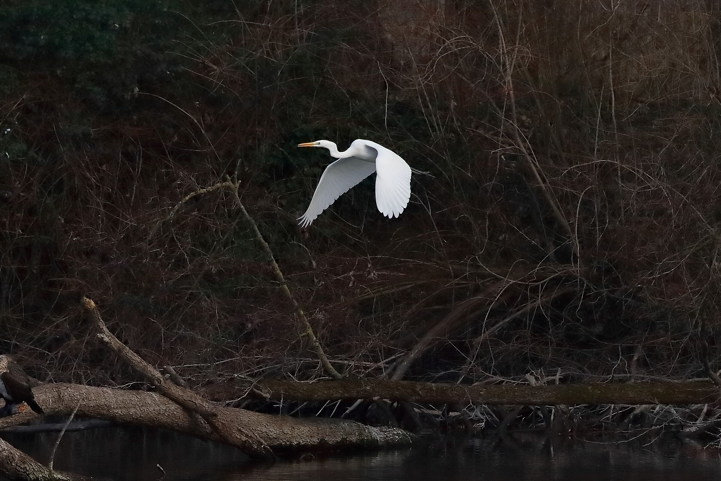 Airone BM 04 marzo 2023