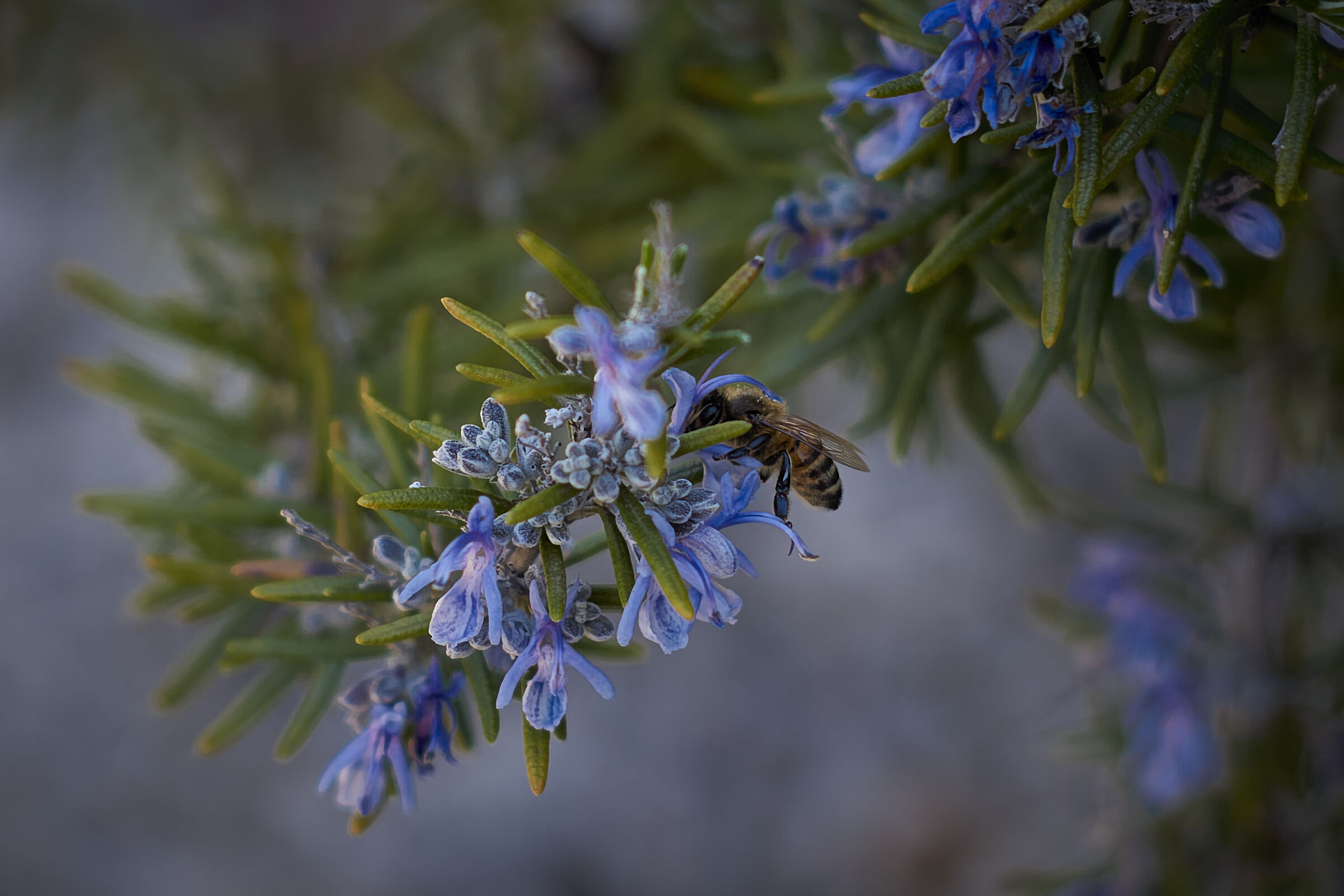 More Bees
