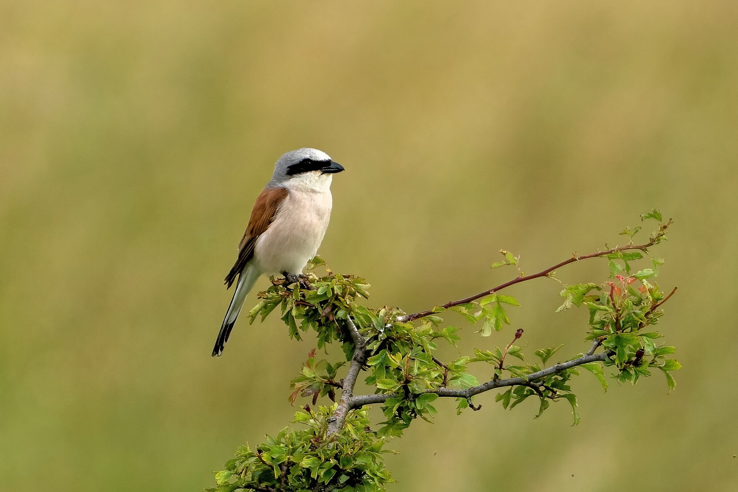 Shrike (Lanius collurio)
