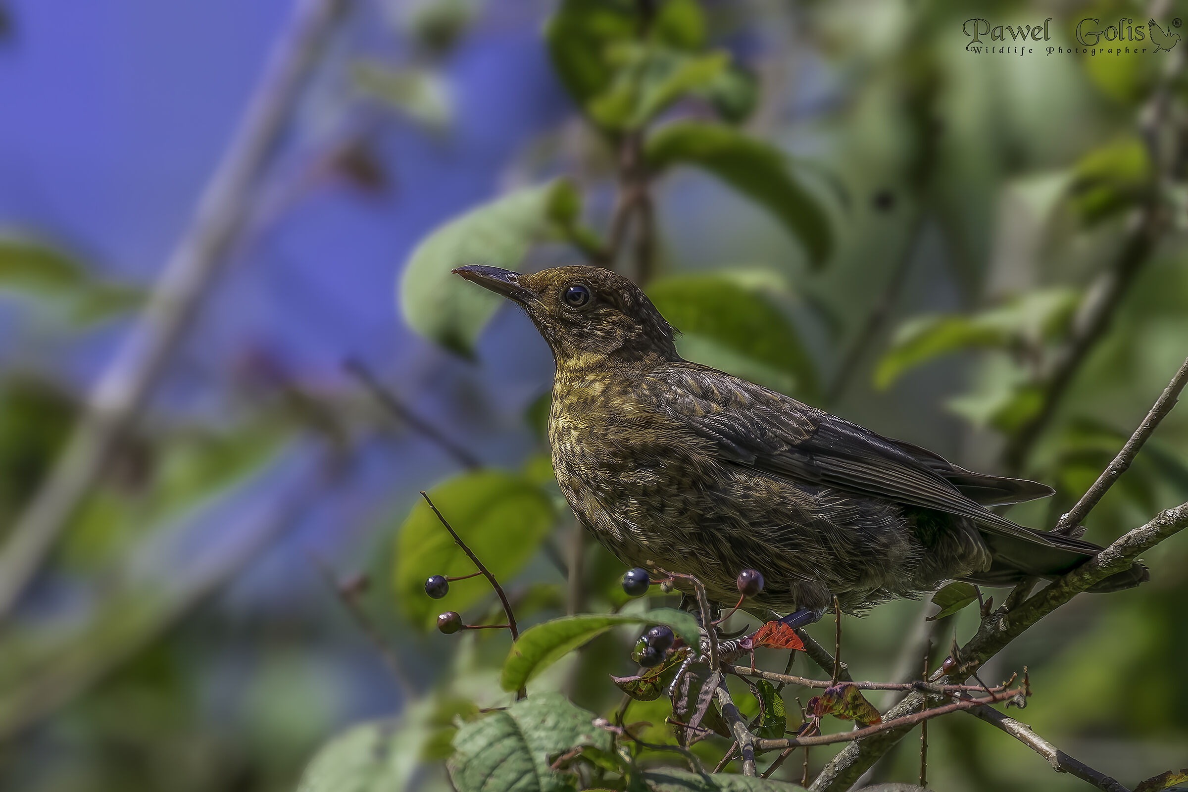 Merlo comune (Turdus merula)