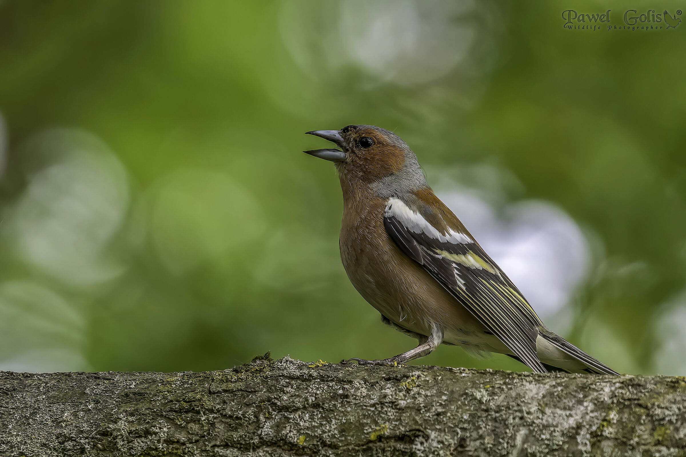 Fringuello comune (Fringilla coelebs)