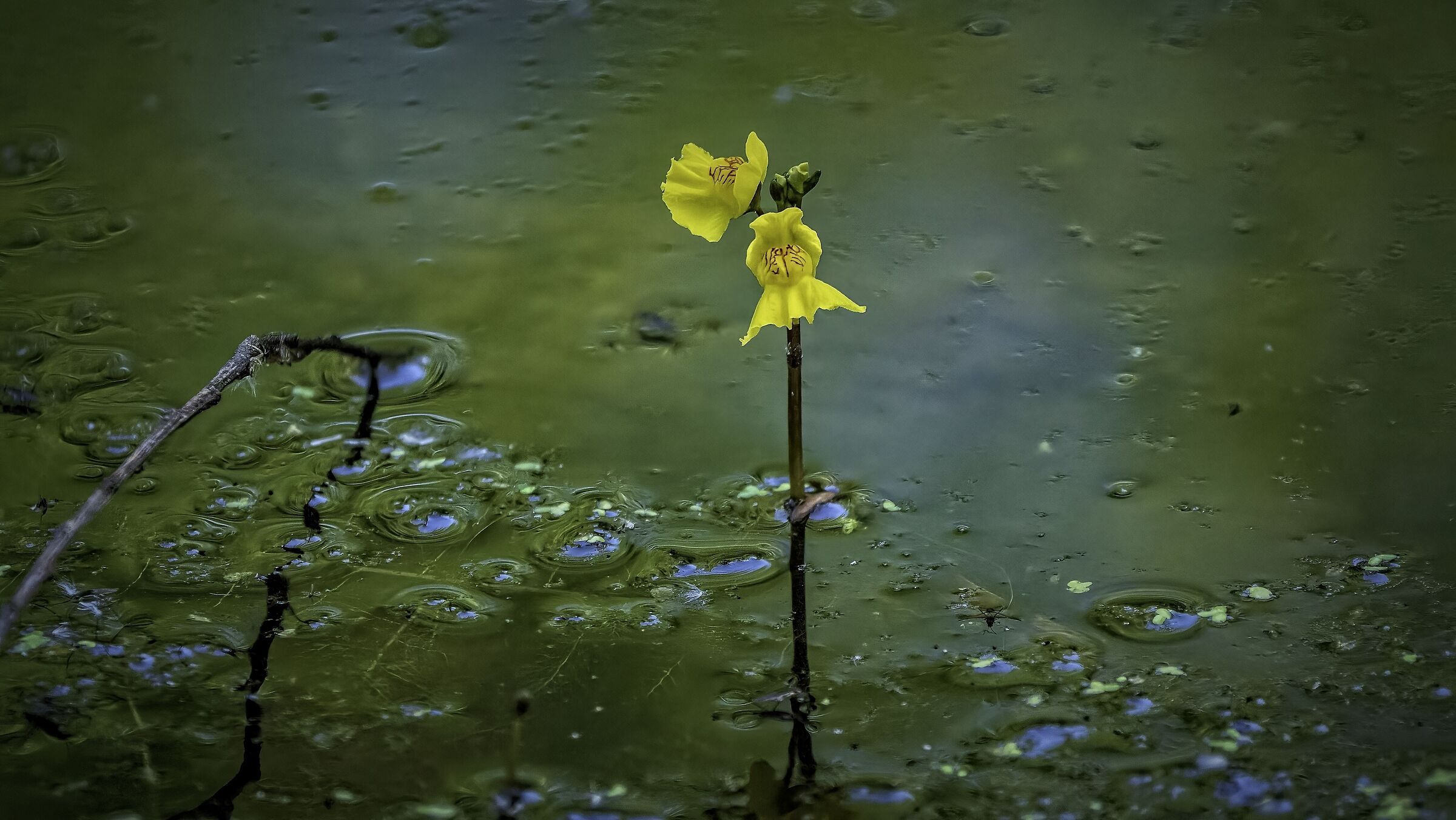 utricularia vulgaris ,  pianta carnivora di acqua dolce