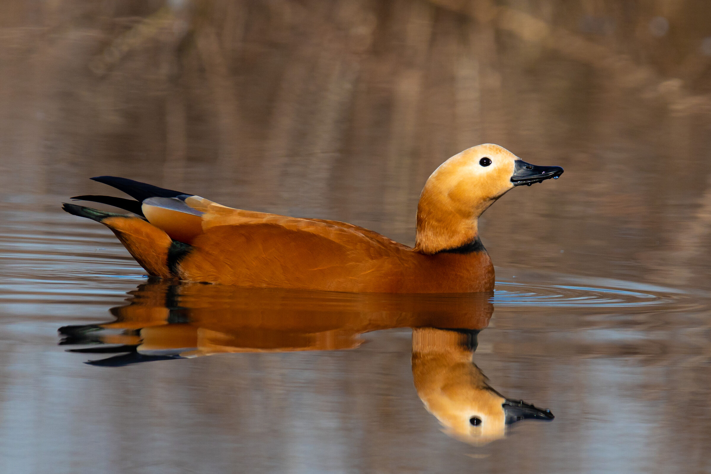 Ruddy shelduck