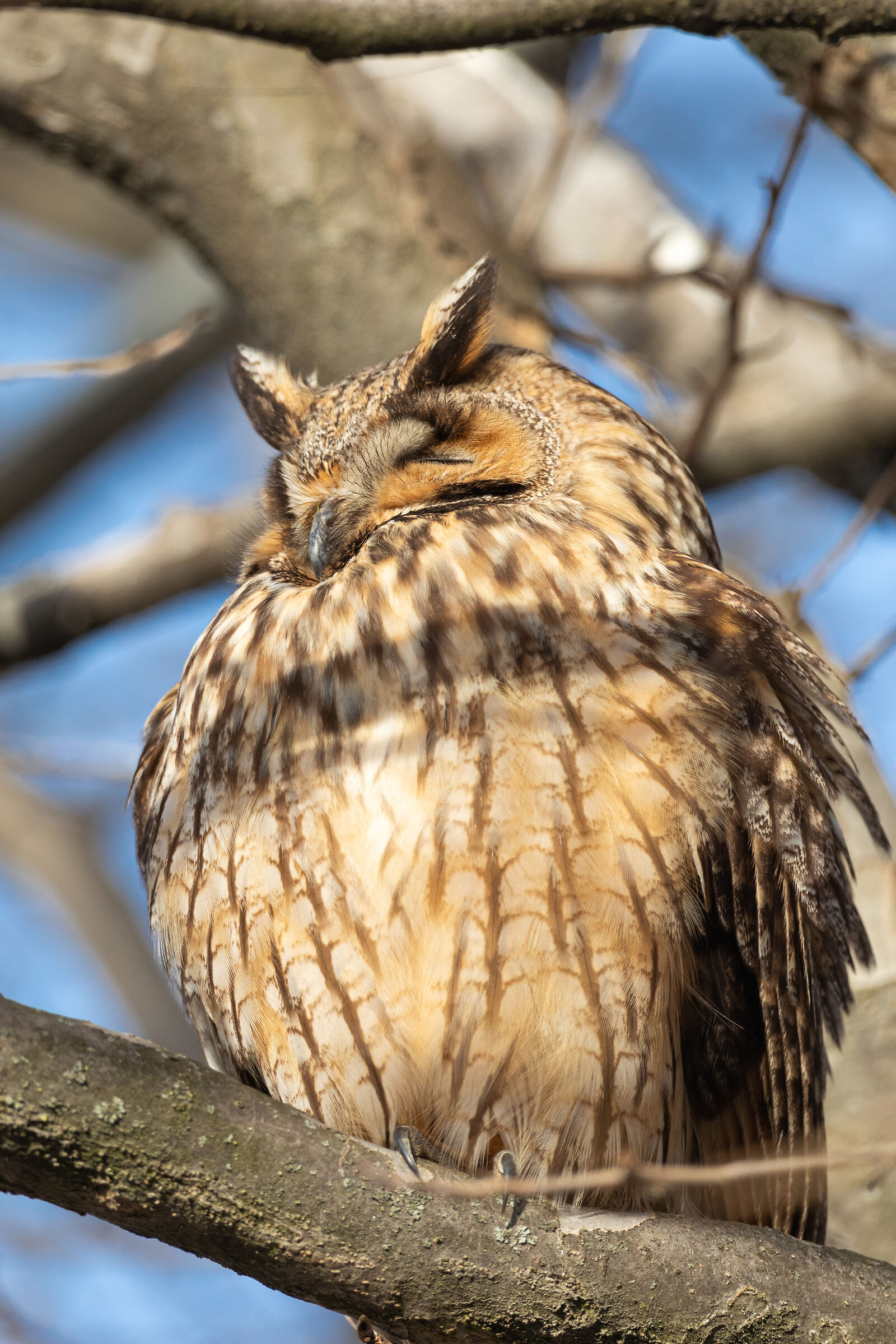 Long-eared owl