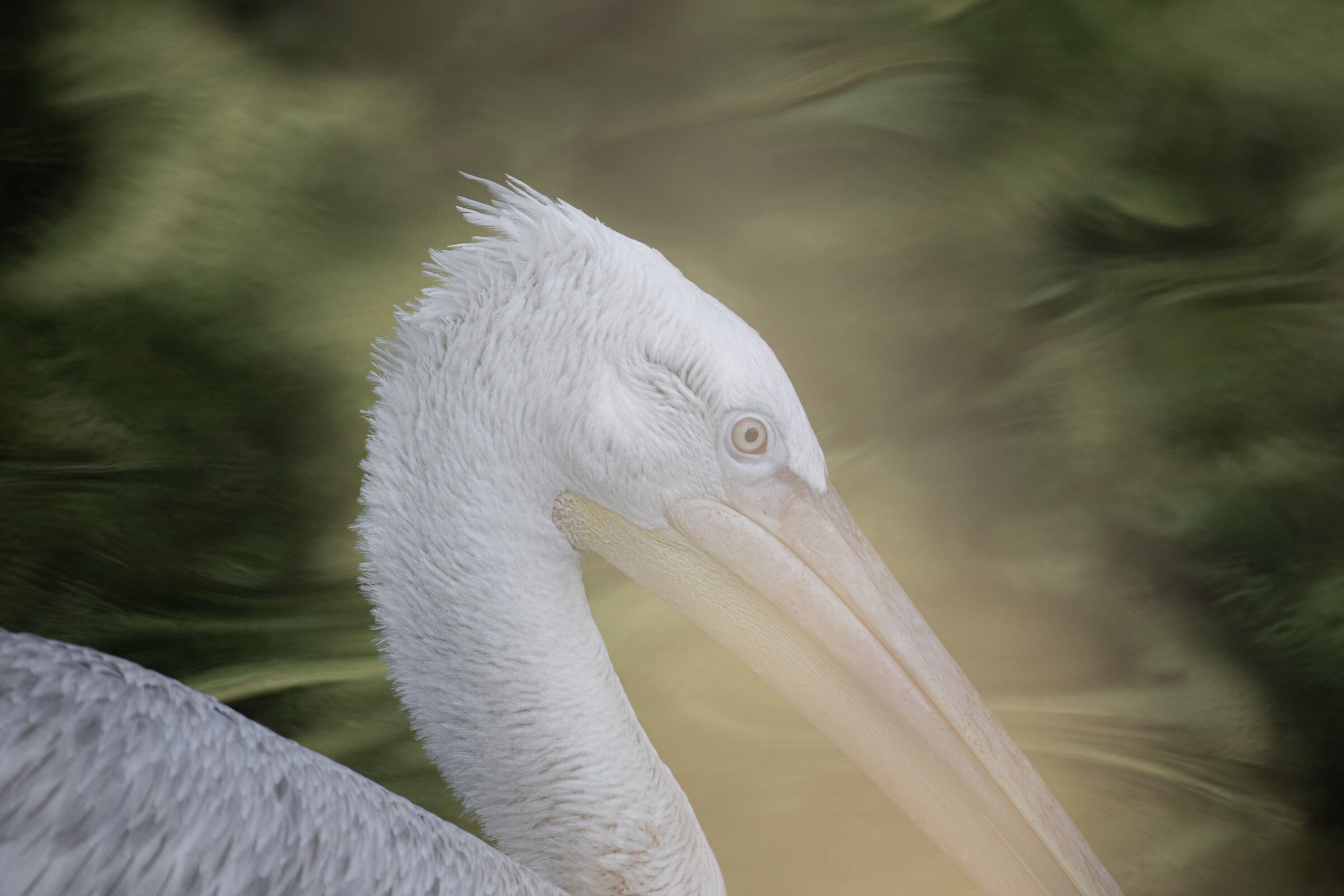 Pelican