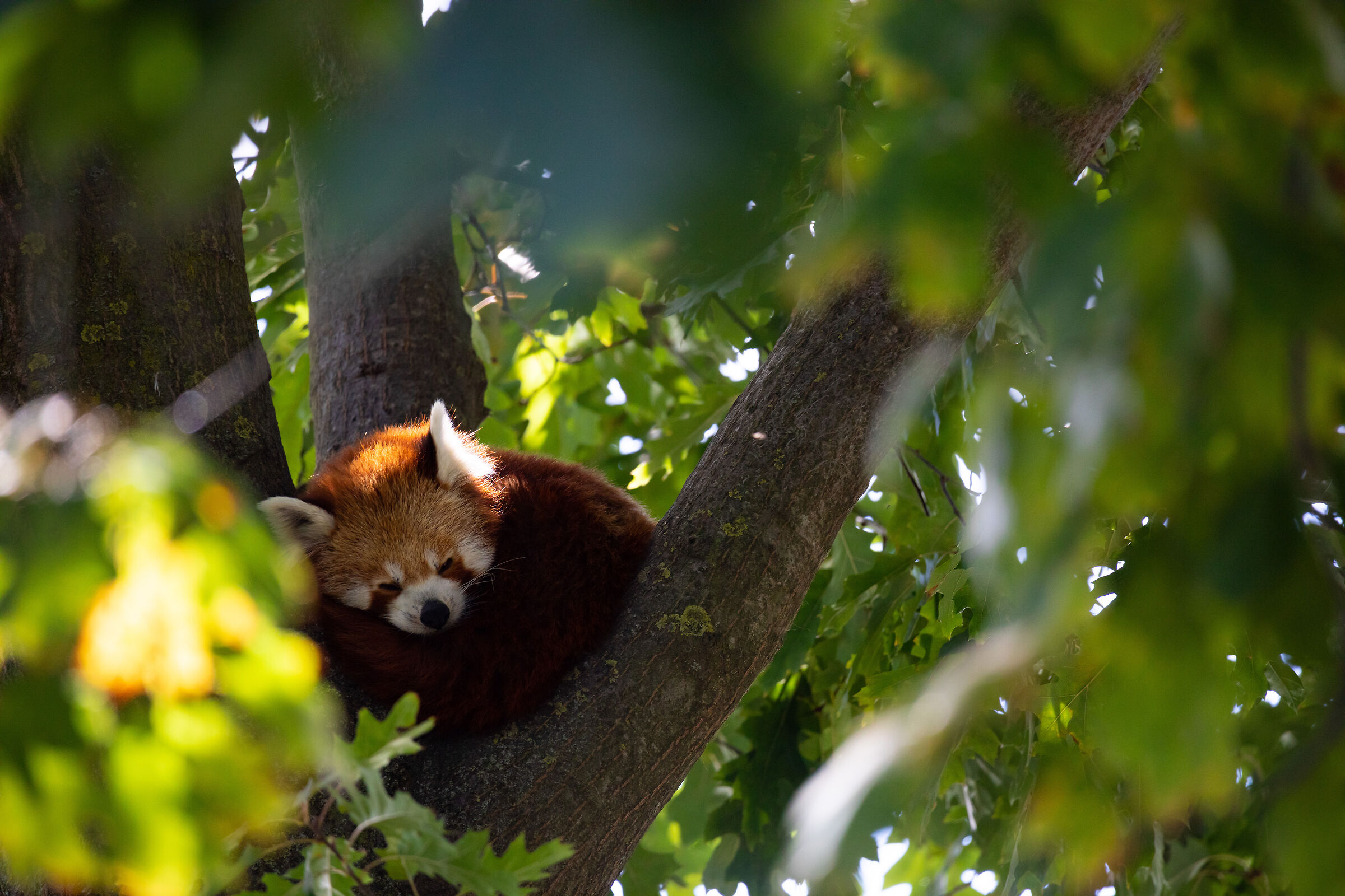 Red panda rest