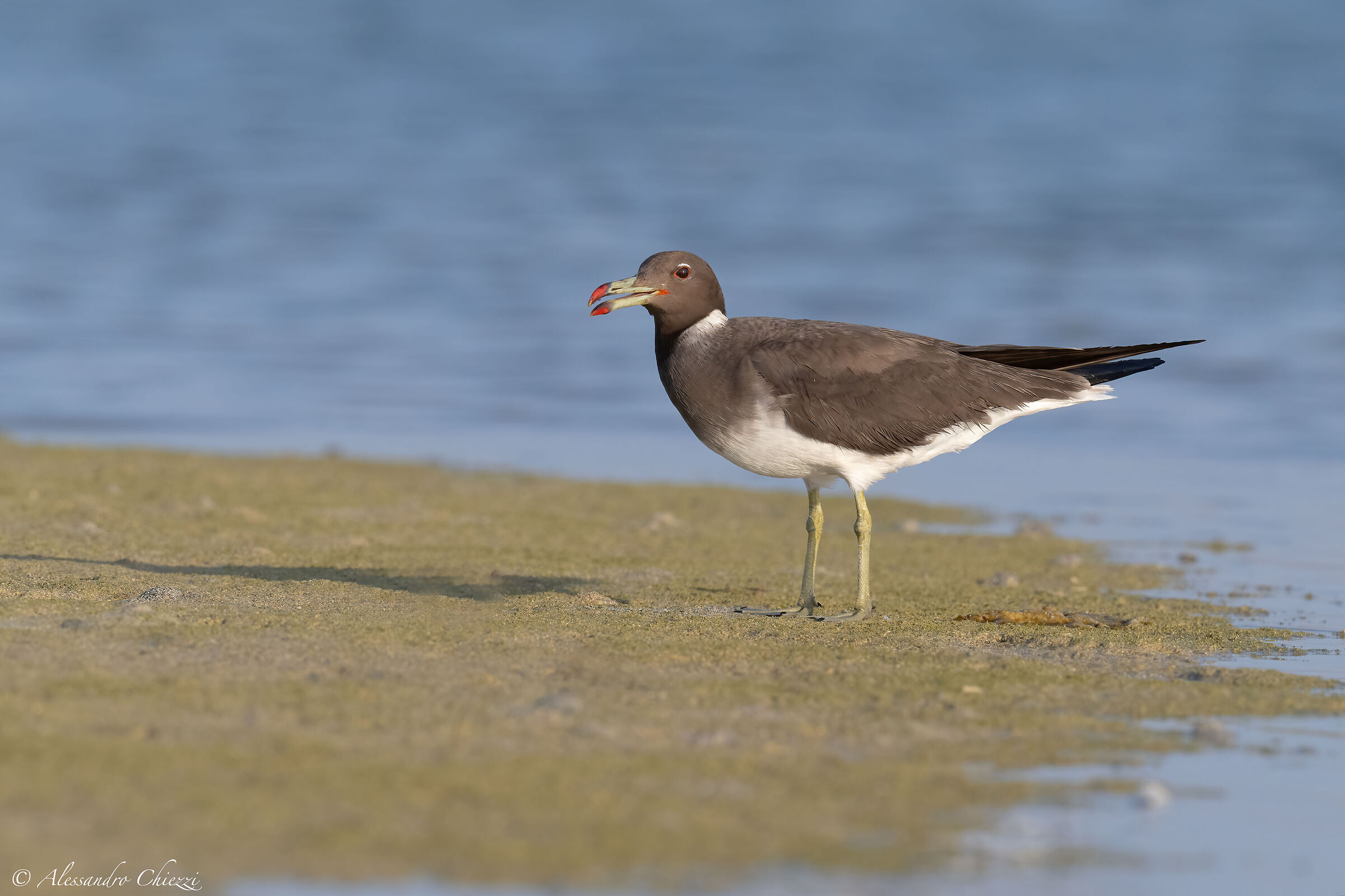 Gabbiano dal collare