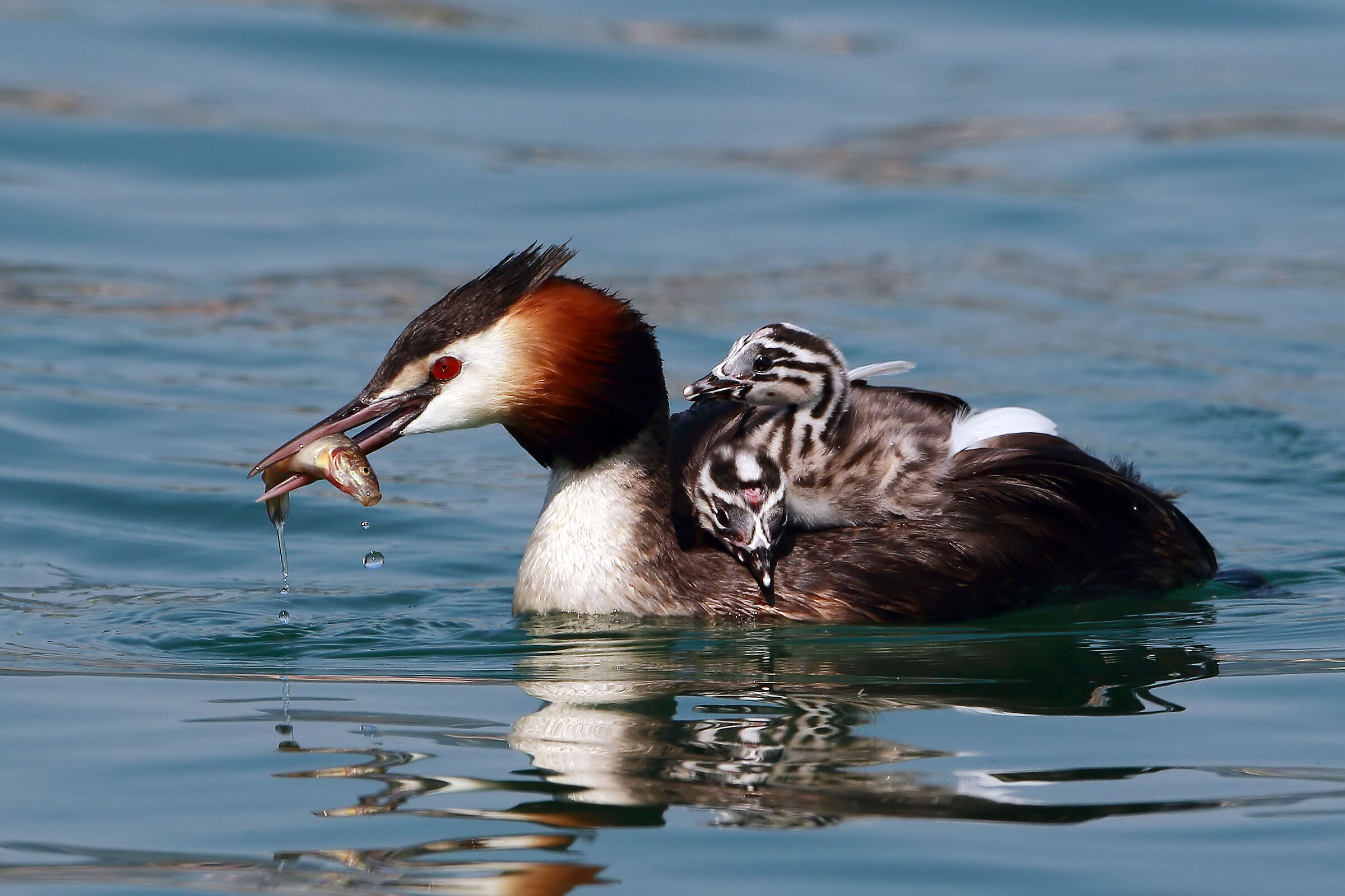 Anche le mamme devono cibarsi.