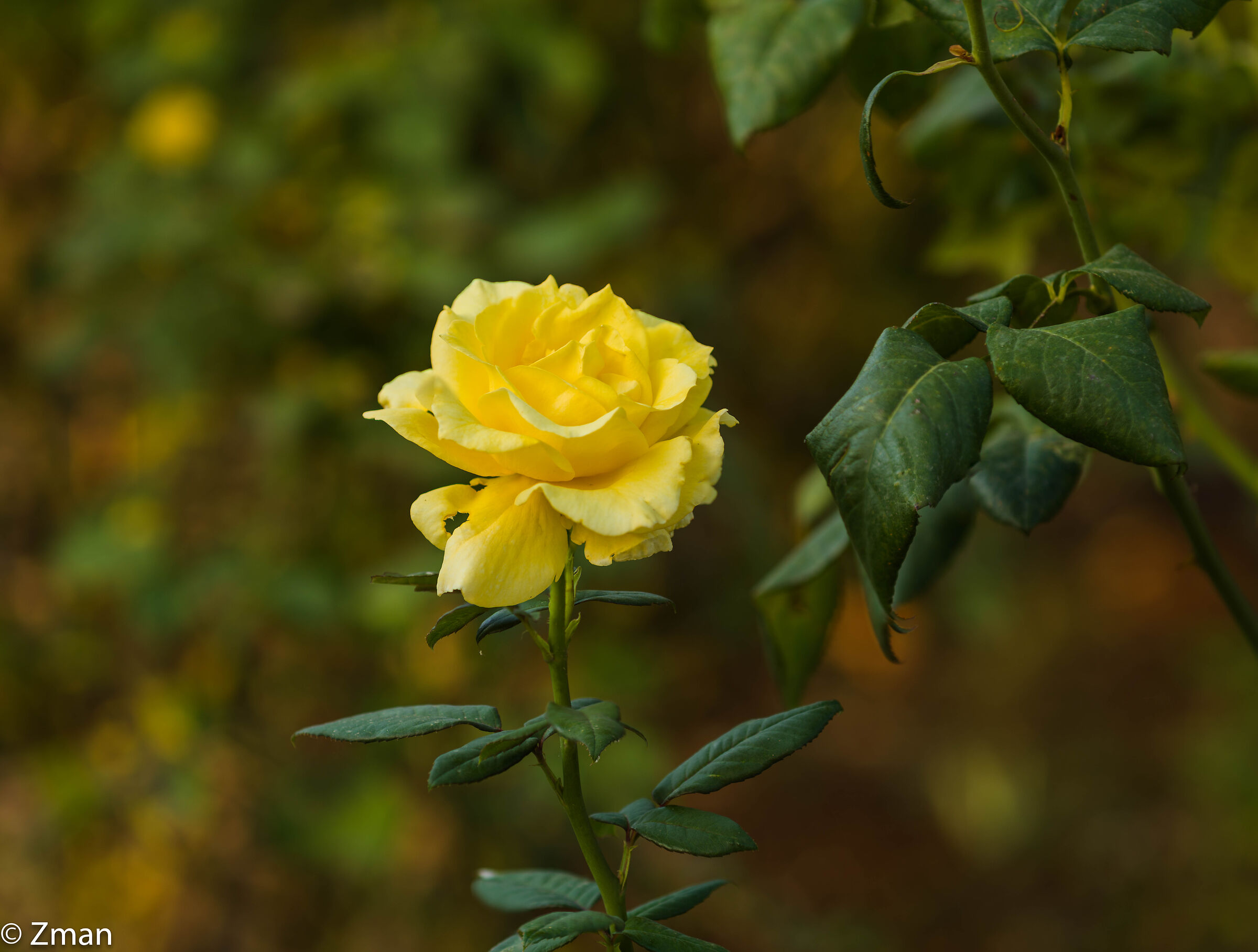 Rosa gialla
