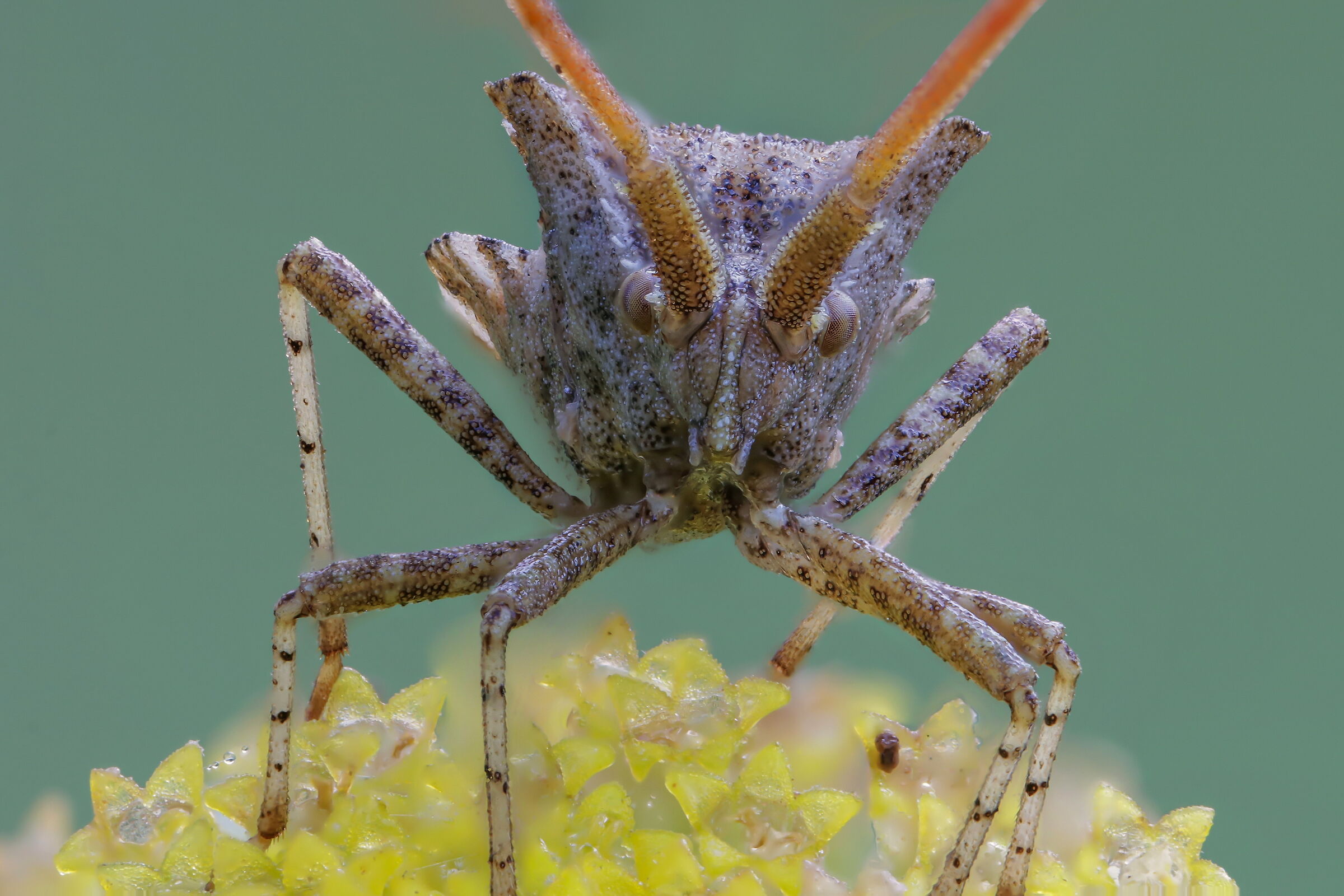 Centrocoris sp. z o.o.