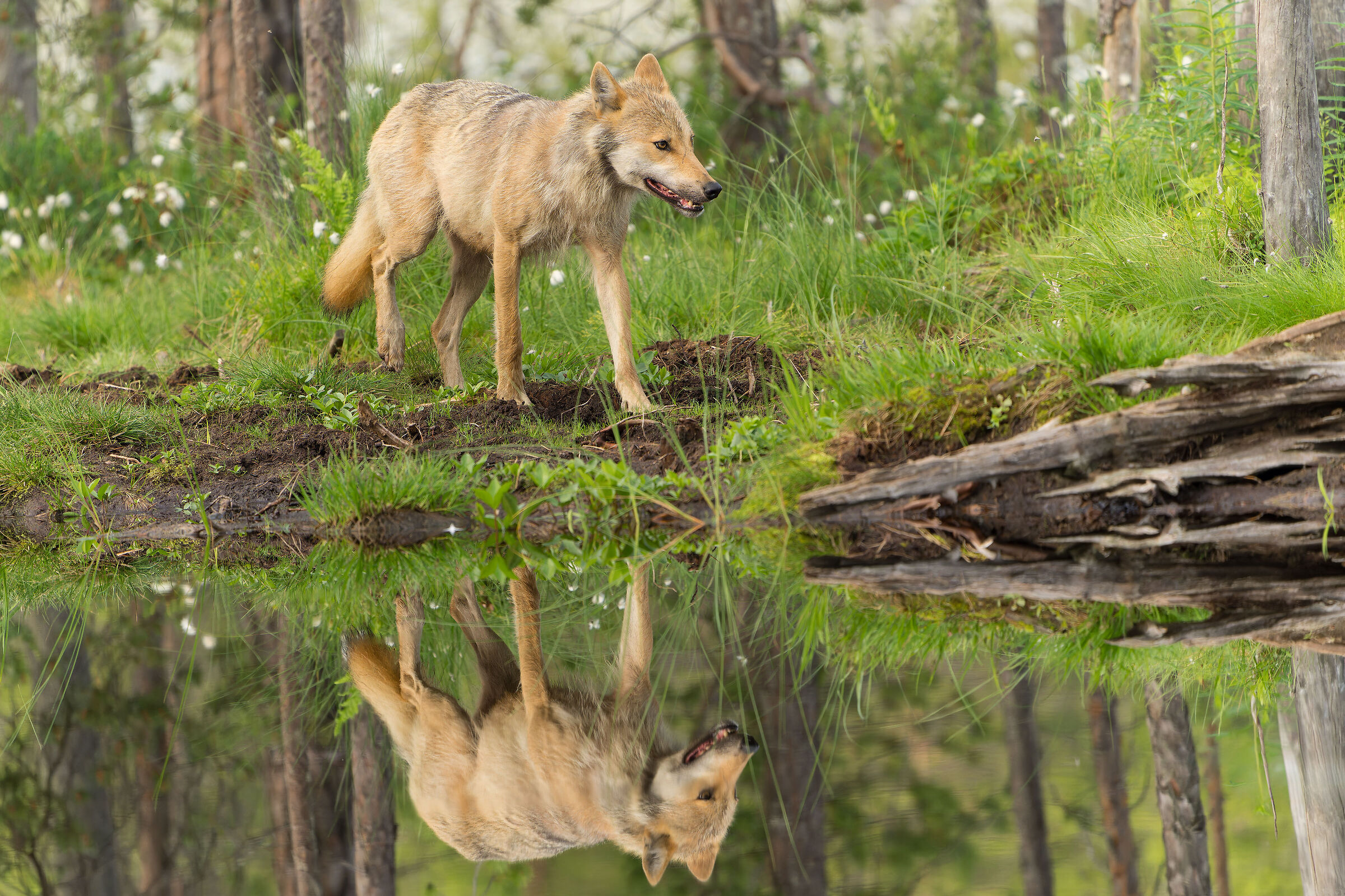 Wolf reflection