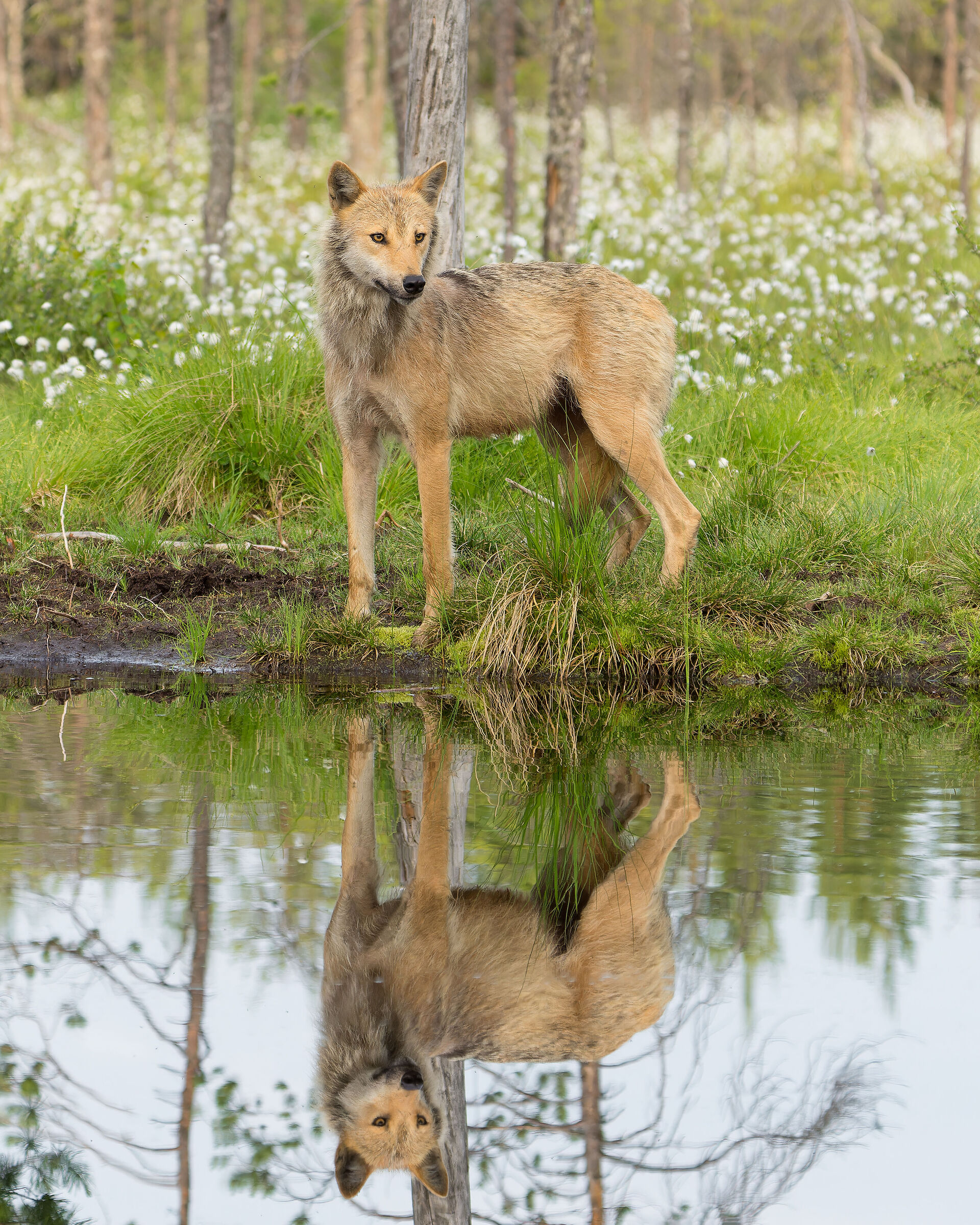 Wolf in the mirror