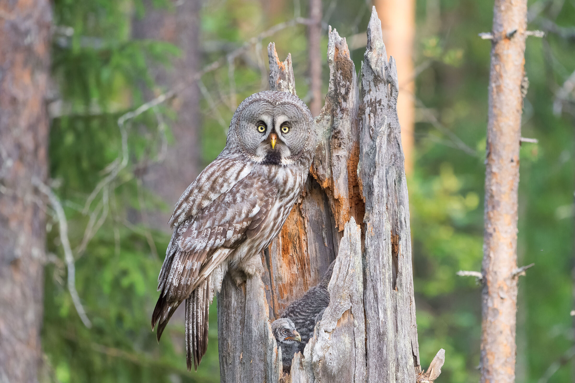 Great Gray Owl