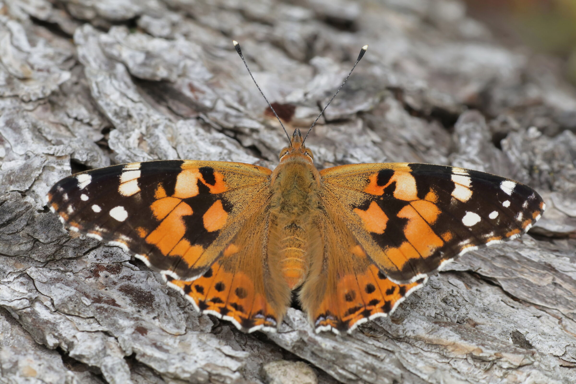 Vanessa Cardui