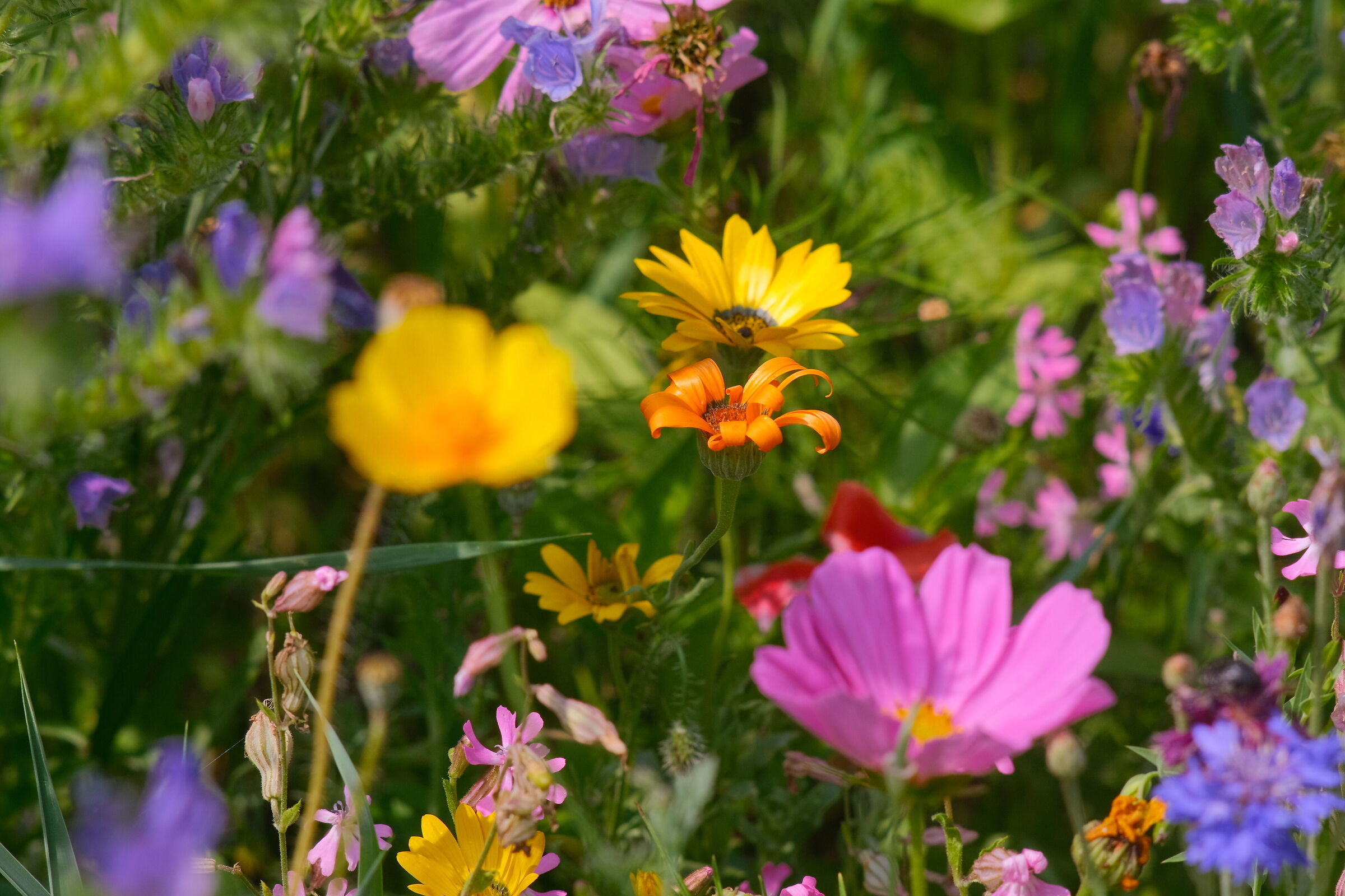 Libellula (No macro)