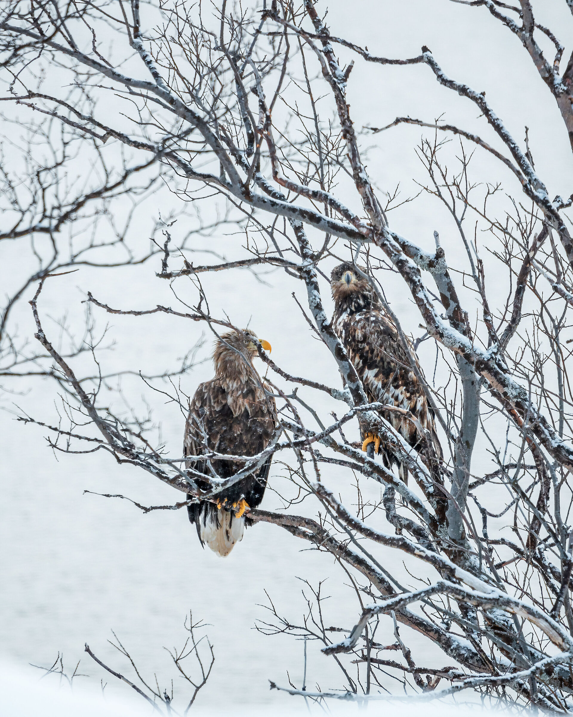 Sea eagle