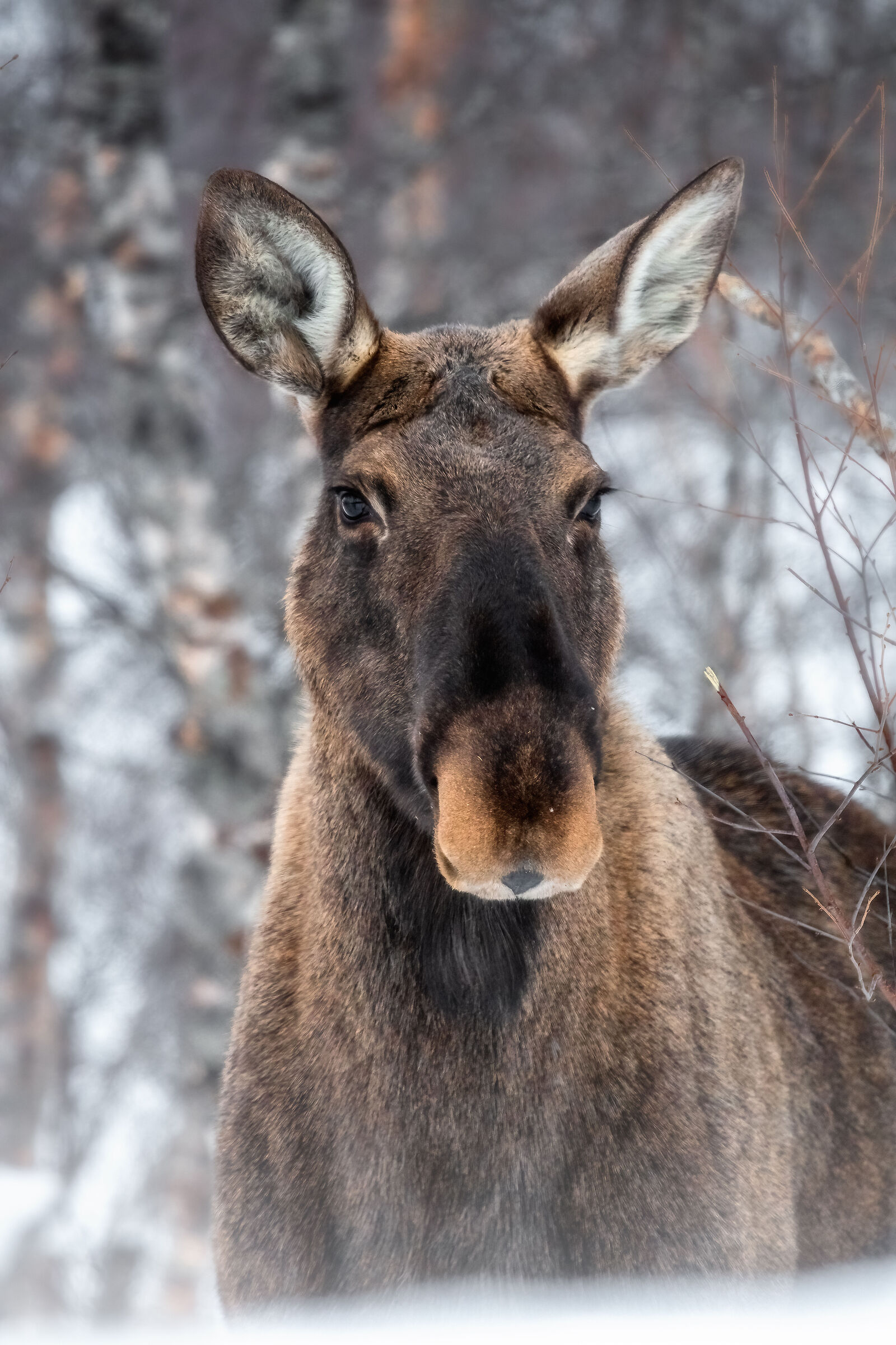 Moose