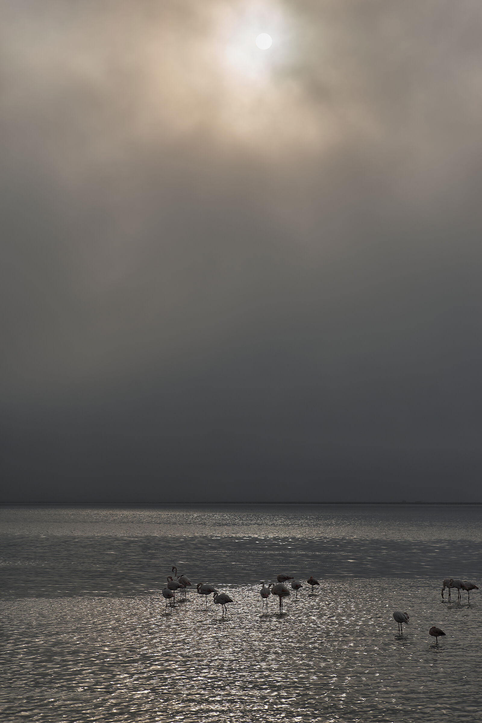 Flamingoes